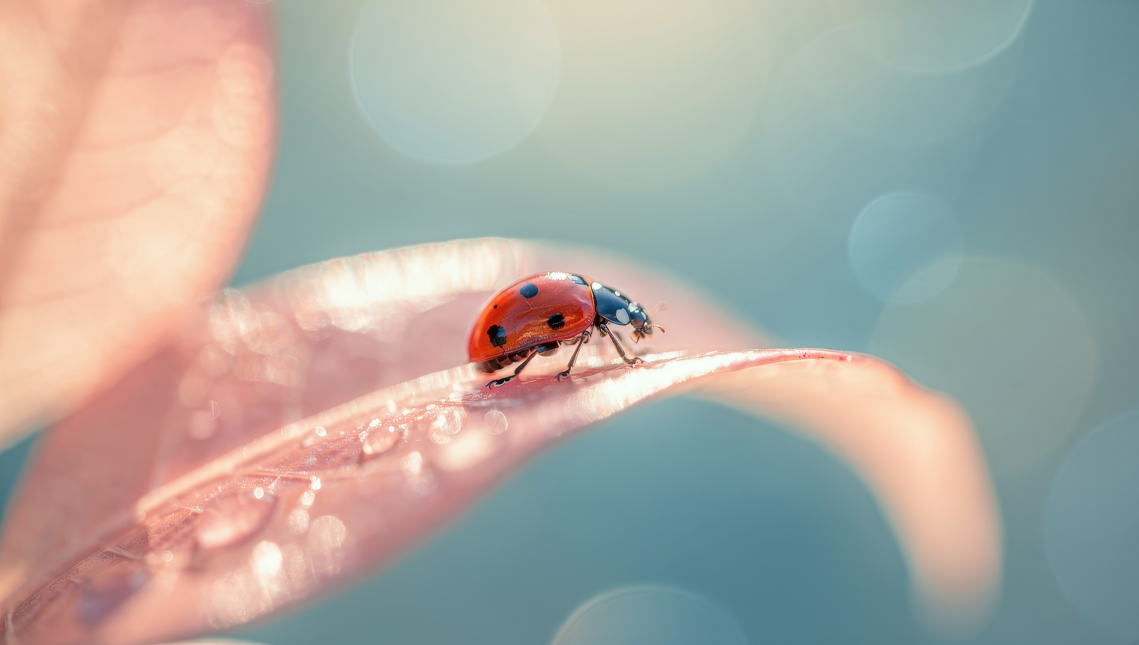 Бесплатное фото Красная божья коровка сидит на розовом цветке