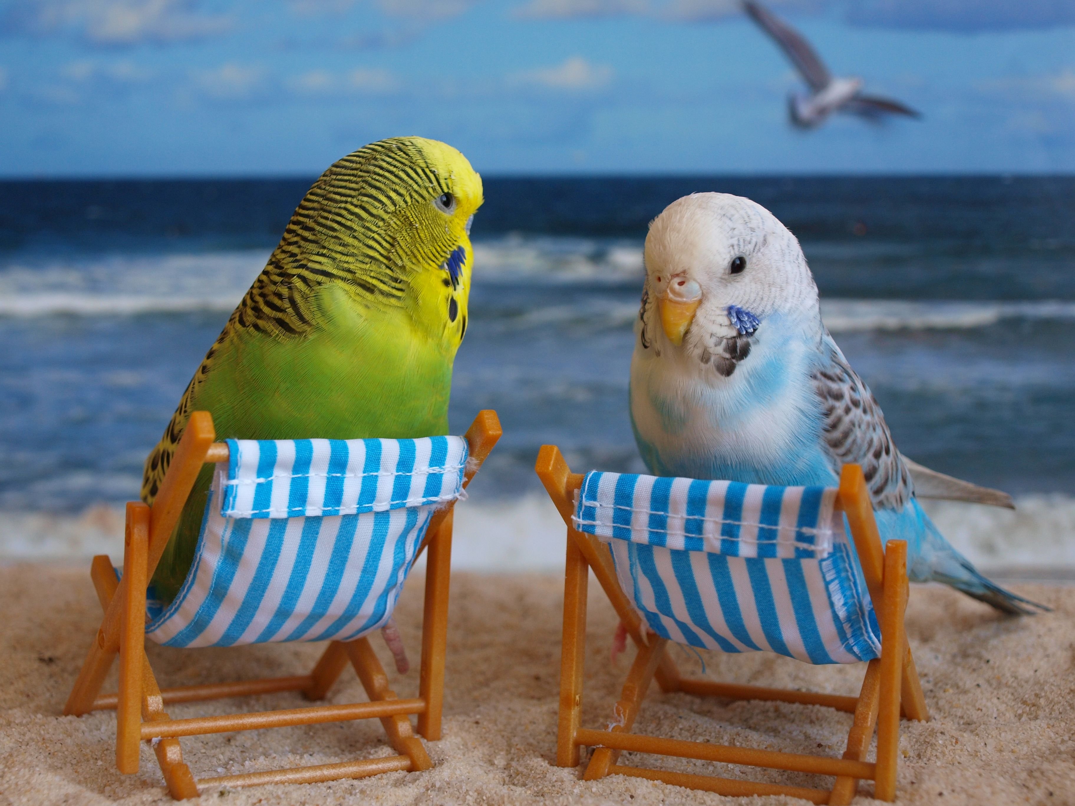 鹦鹉们躺在吊床上，在海边放松身心