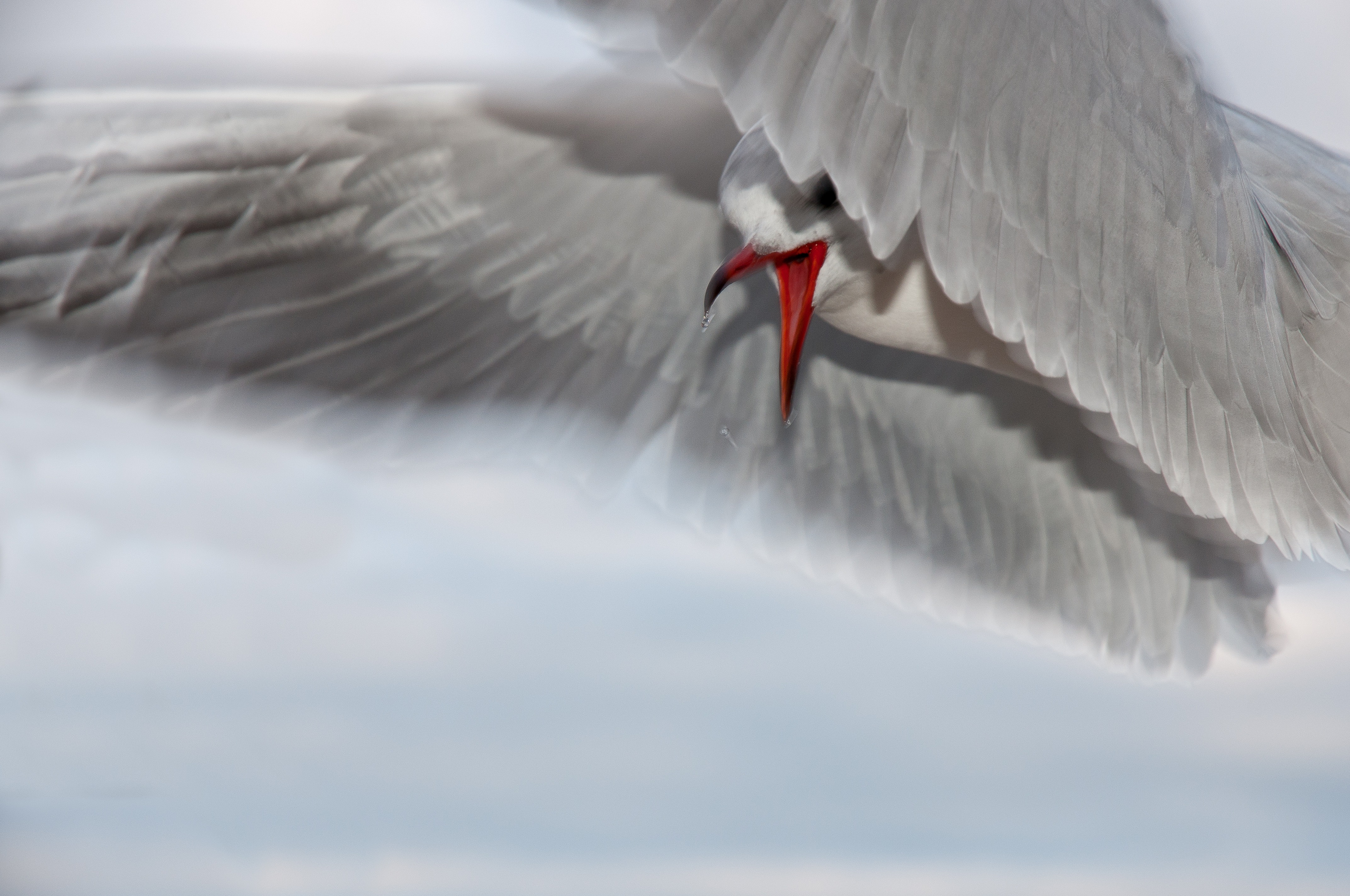 Free photo A white dove in flight