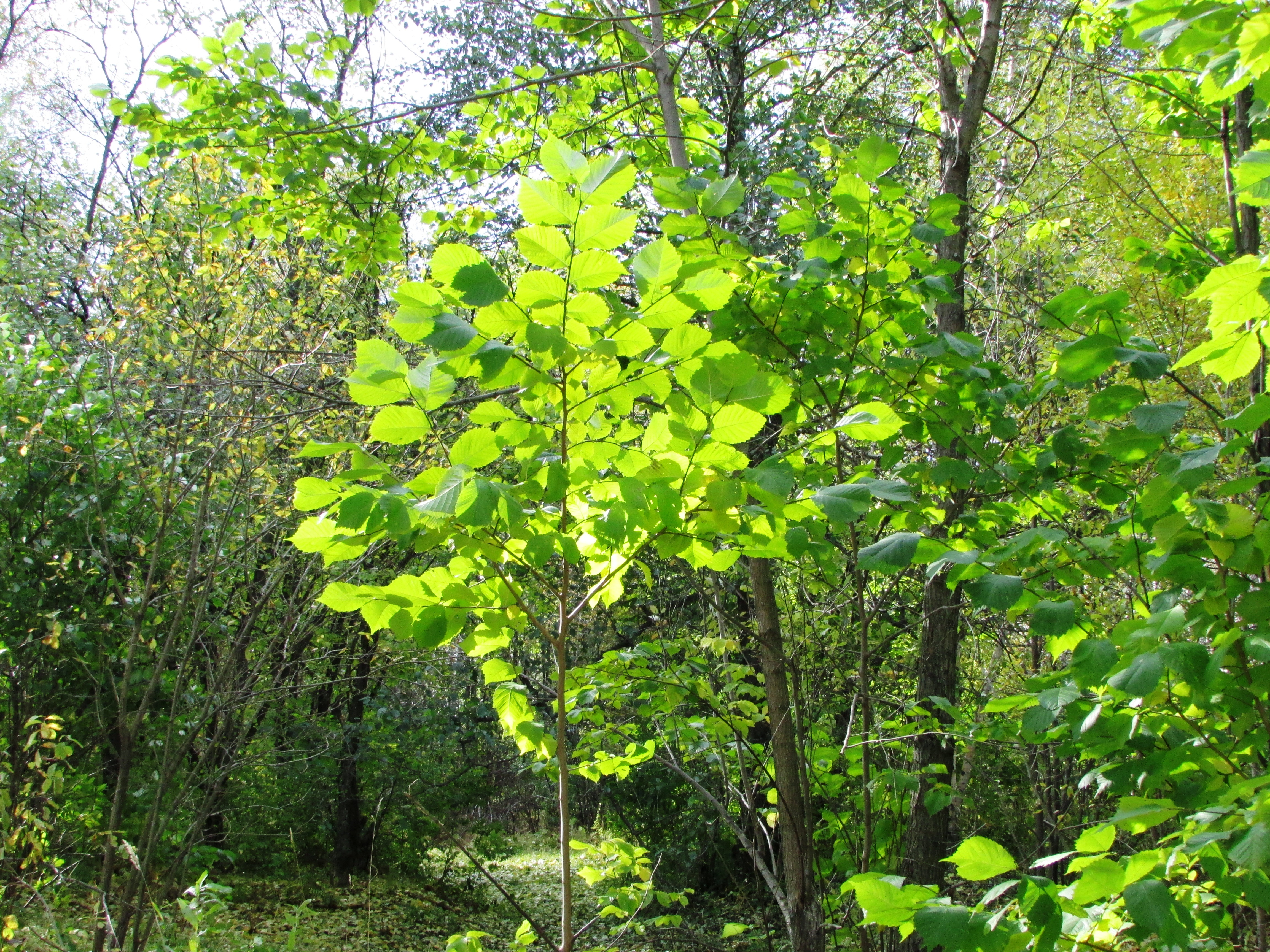 Красивые листья в солнечном свете