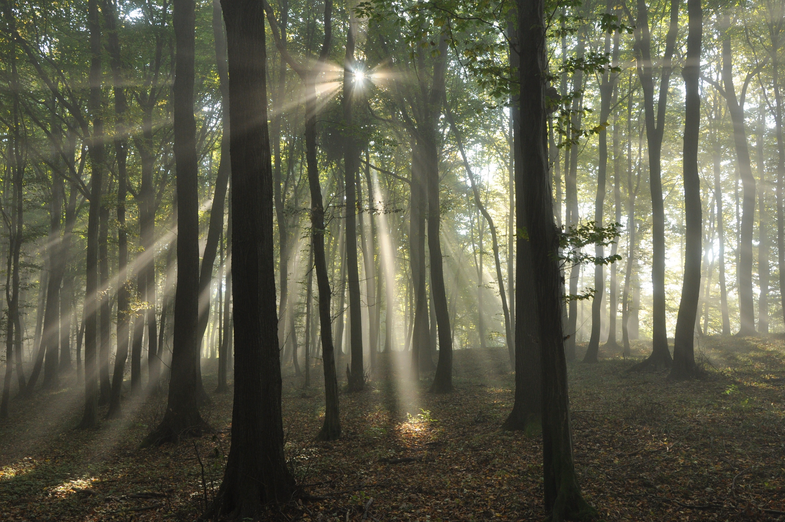 Бесплатное фото Солнечные лучи пронзают ветви густого леса