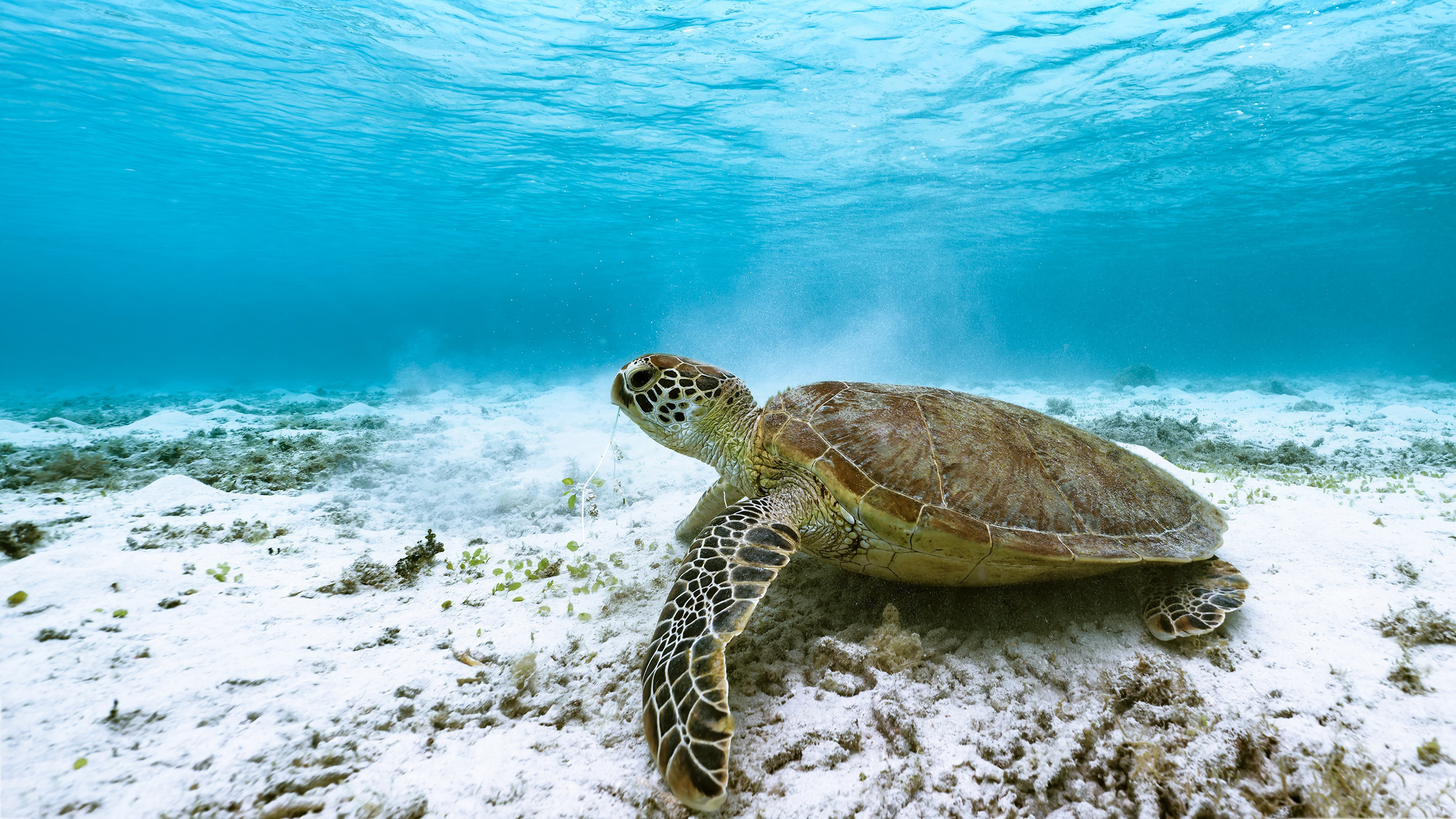 海龟在海底漫步。