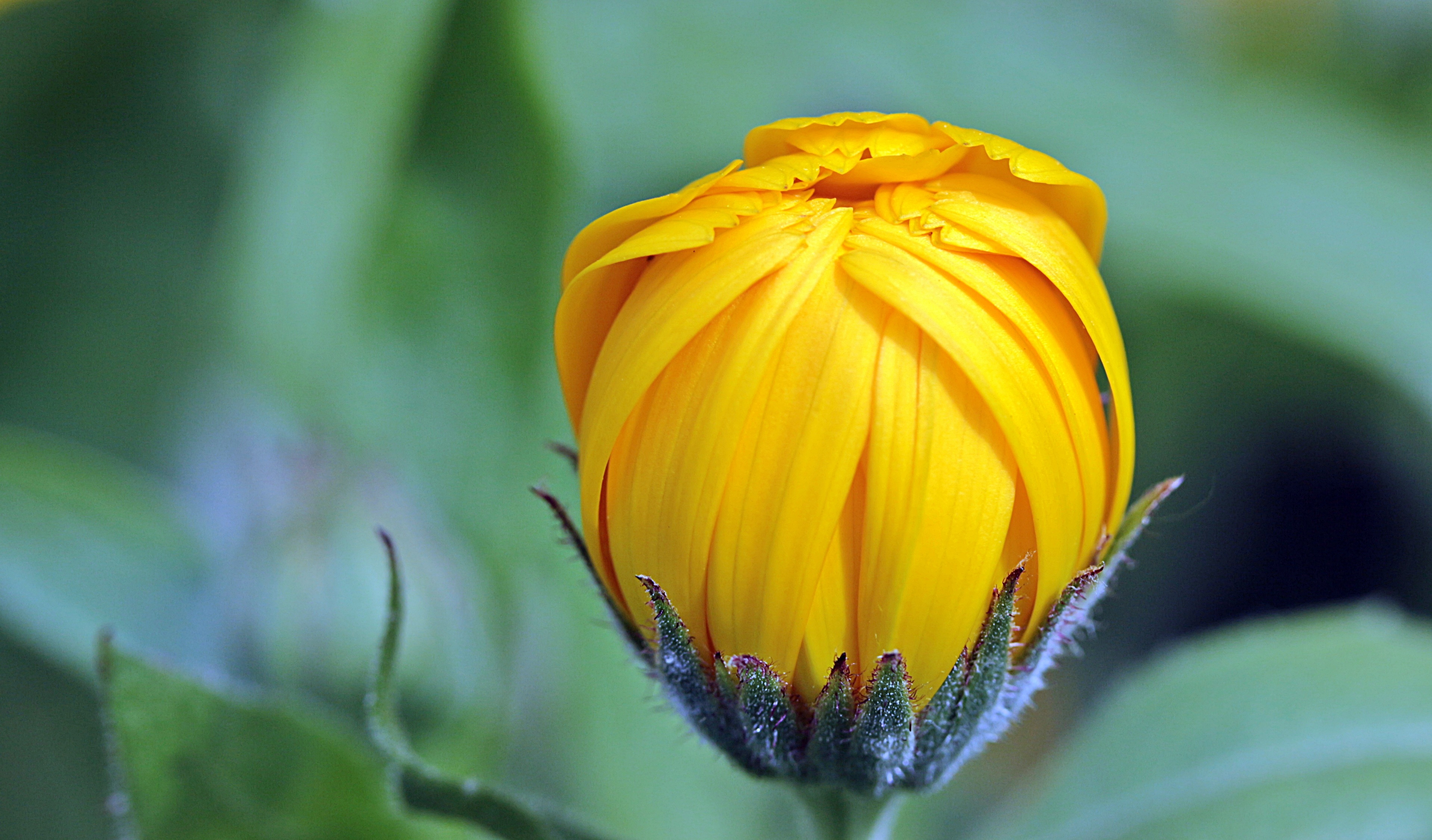 Wallpapers garden naturopathy flowering plant on the desktop