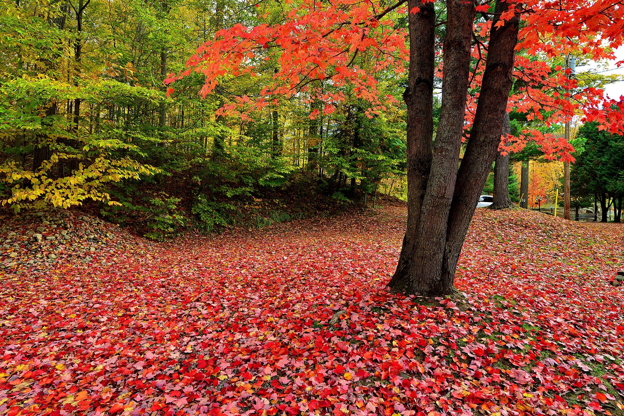 Wallpapers autumn autumn colours autumn leaves on the desktop