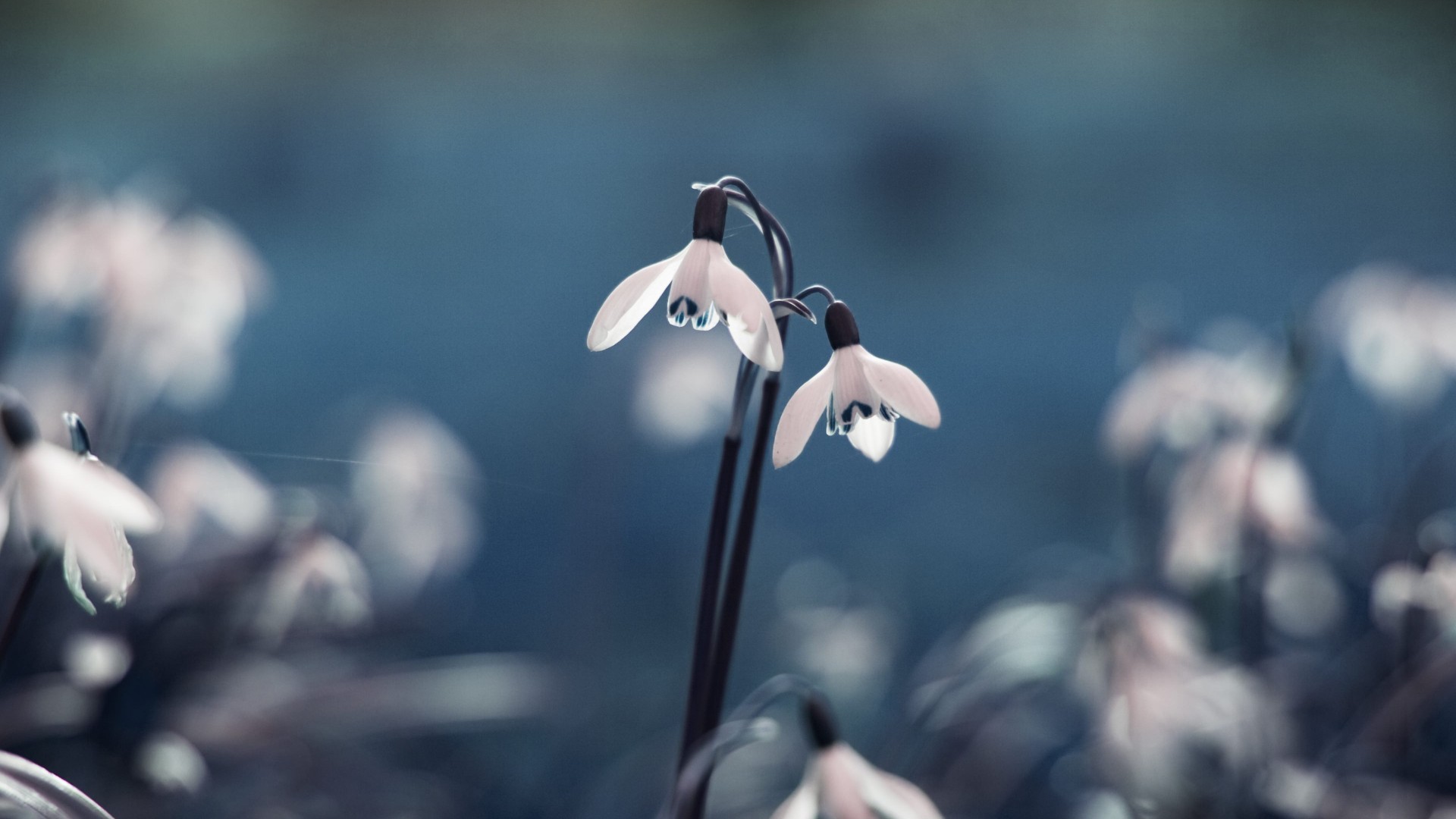 Wallpapers snowdrops flowers macro on the desktop