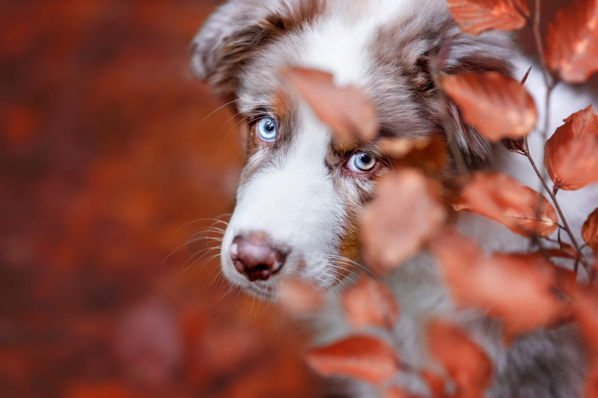 Free photo Portrait of blue-eyed Aussies