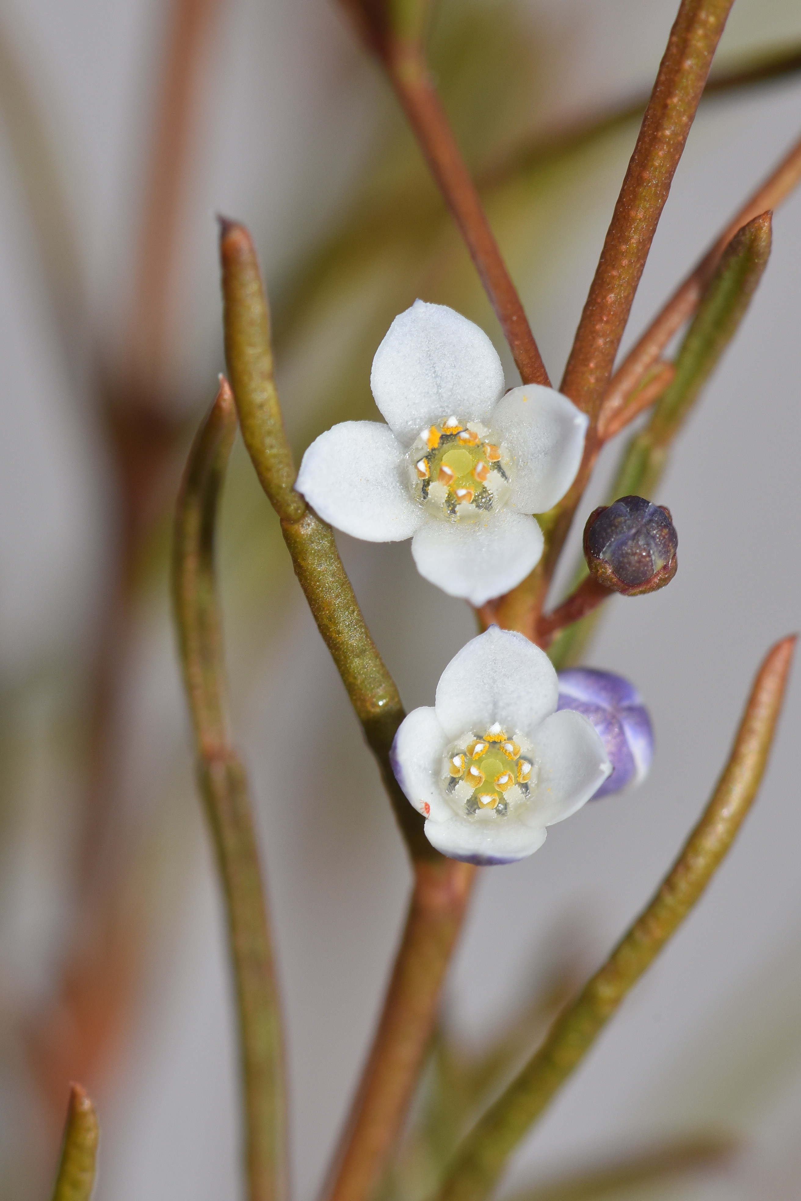 Free photo The blossoming white flowers on the branch