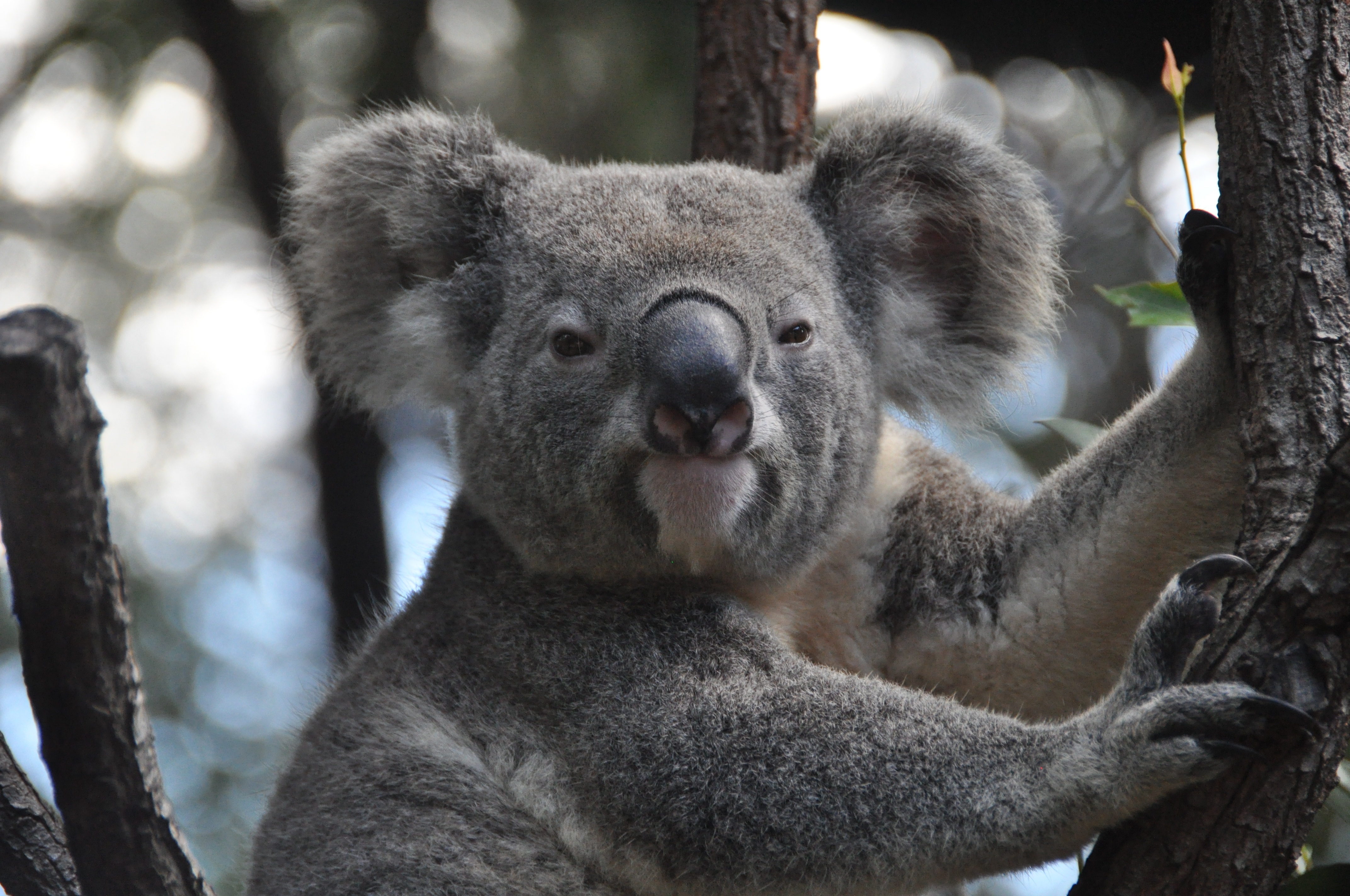 Close-up of a koala bear