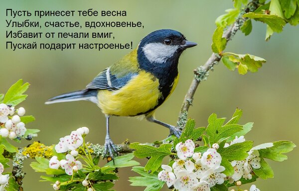 Открытка на тему цветы скачать бесплатно