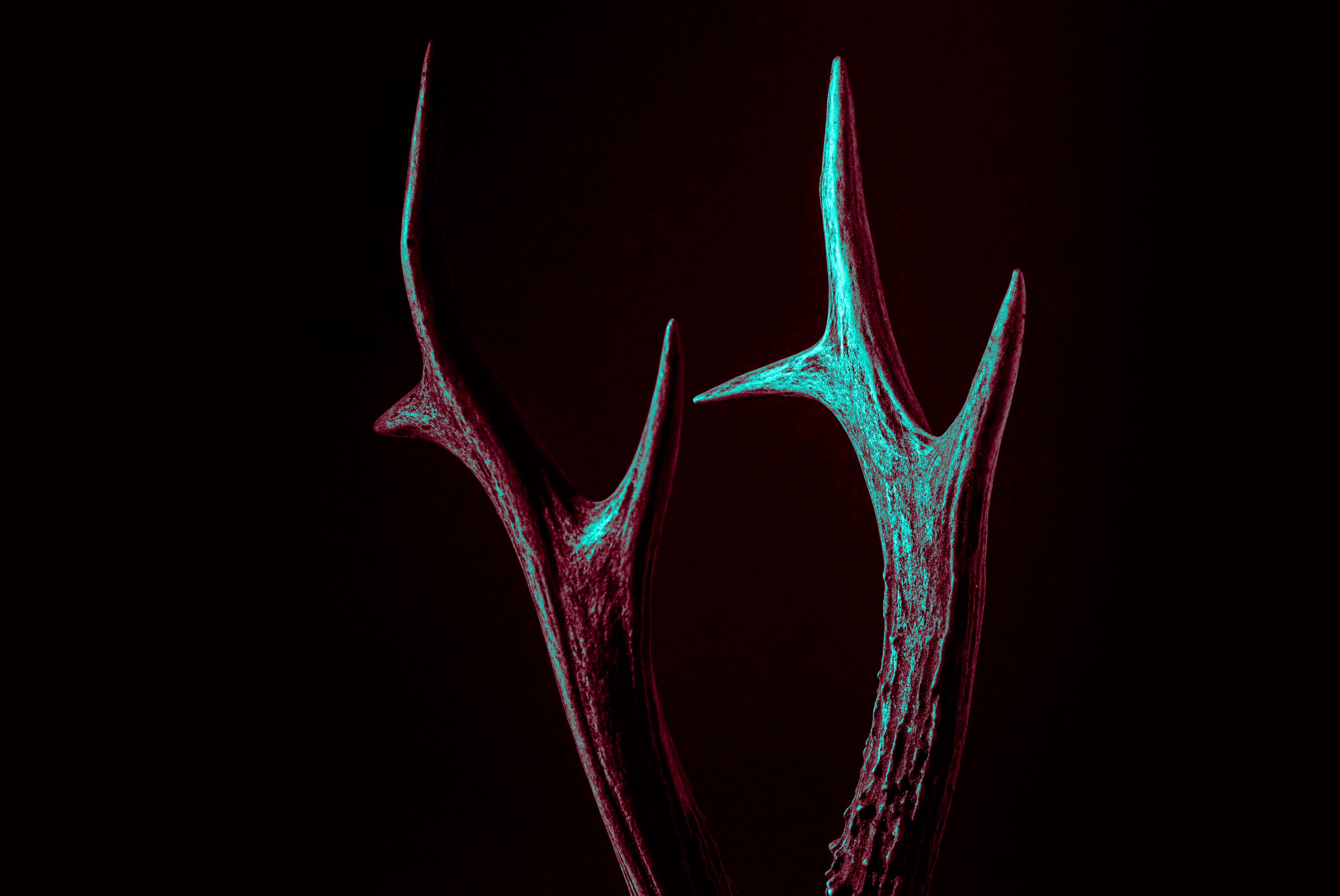 Wallpapers leaf flower dark on the desktop