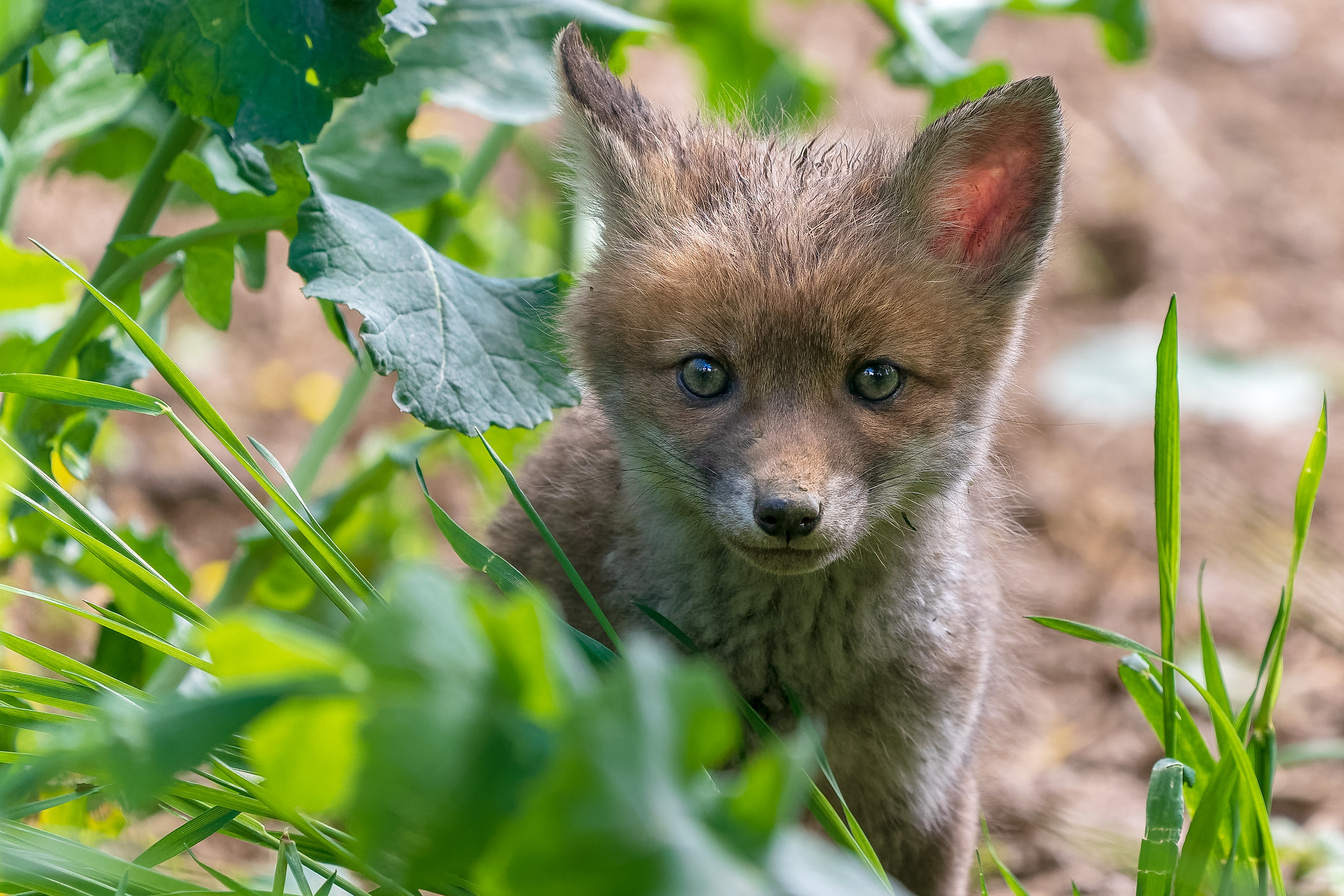 Wallpapers Red Fox predator carnivore on the desktop