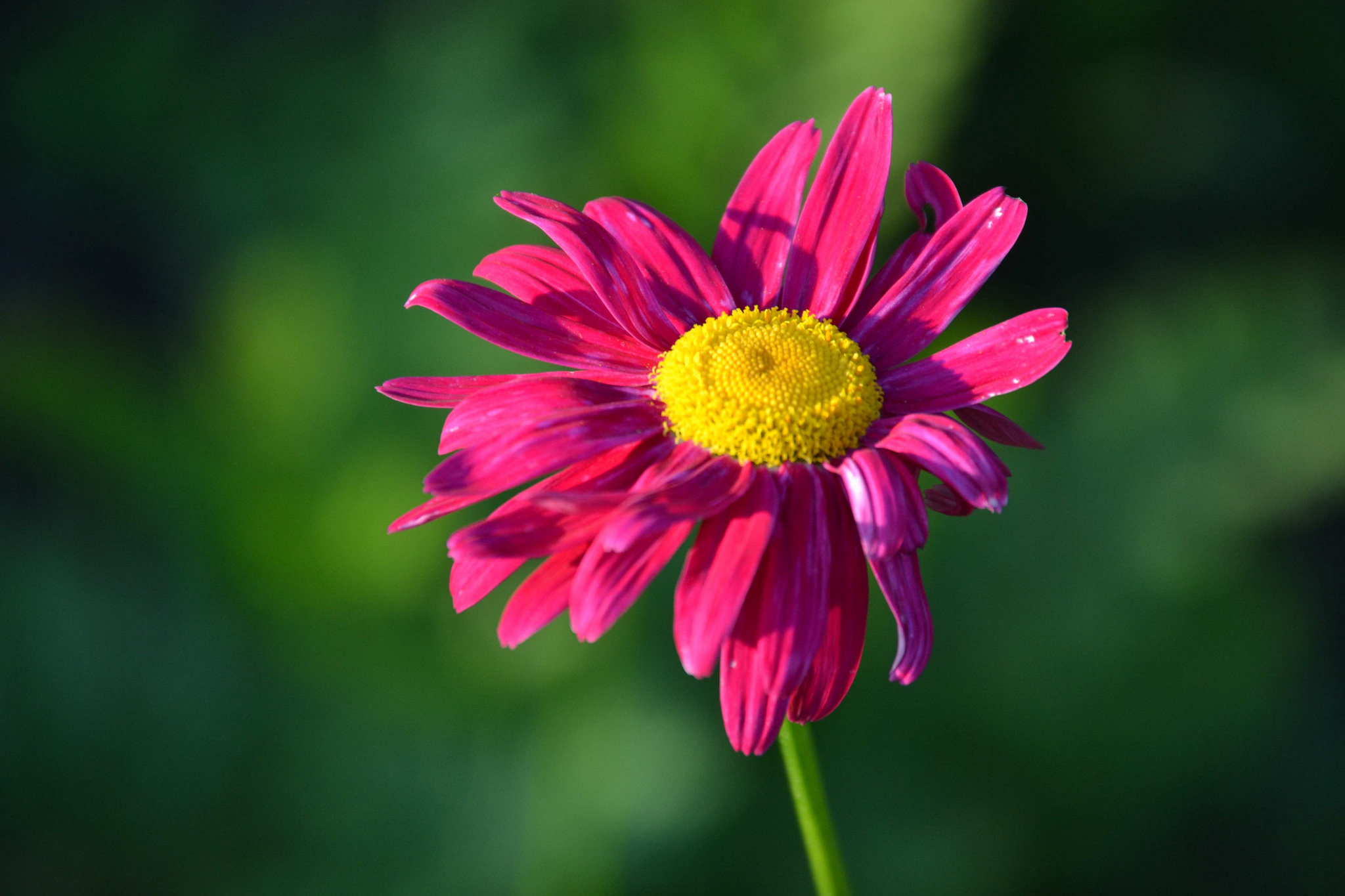 Free photo A flower with pink petals.