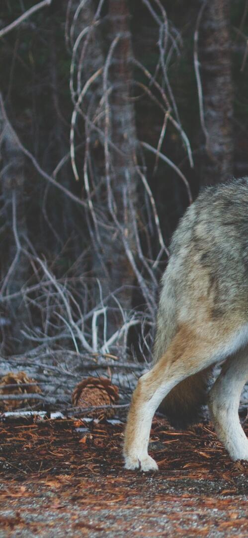 Бесплатное фото Койот смотрит на зрителя