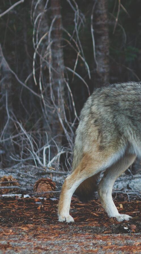 Бесплатное фото Койот смотрит на зрителя
