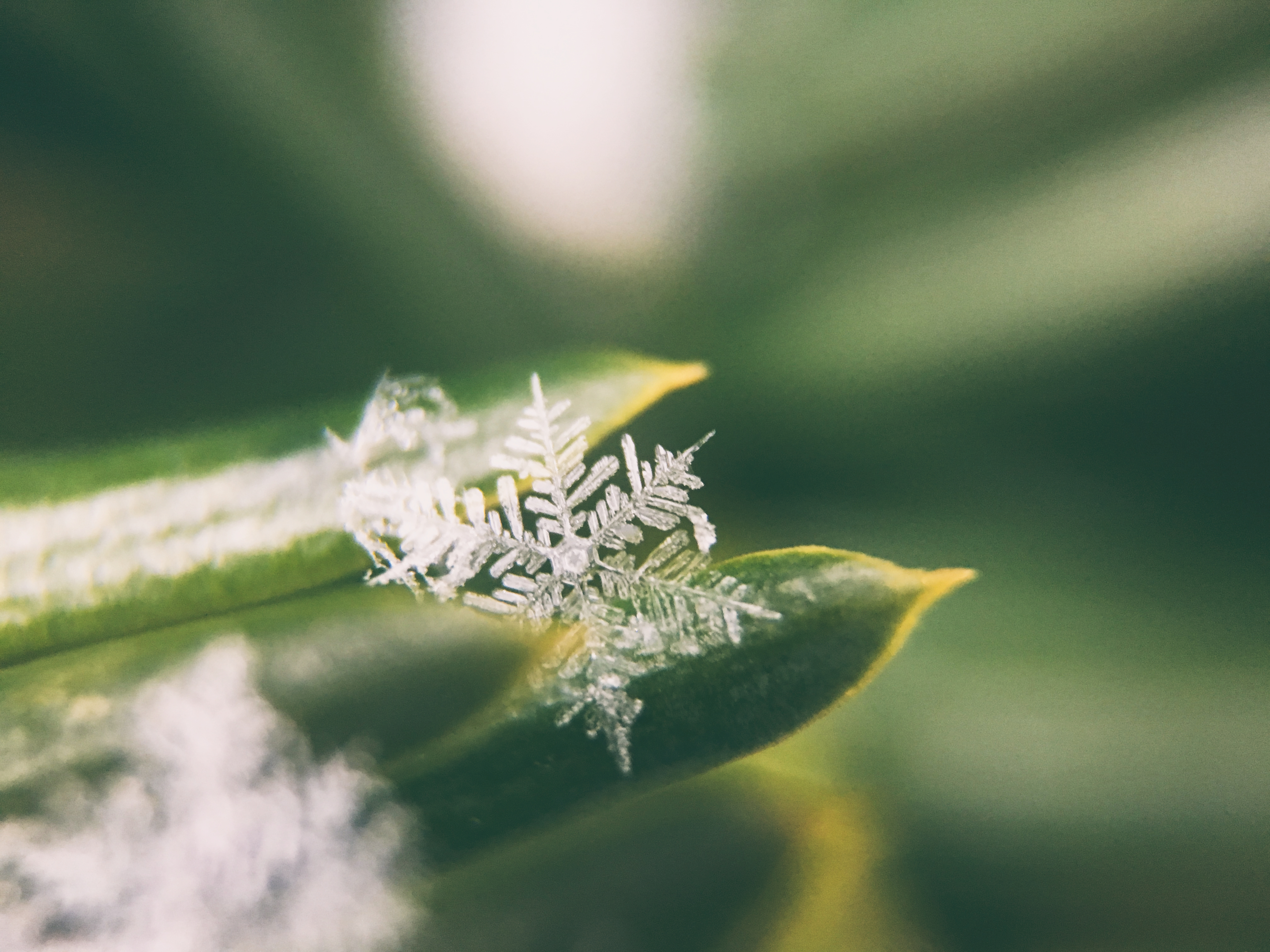 免费照片叶子上的雪花特写