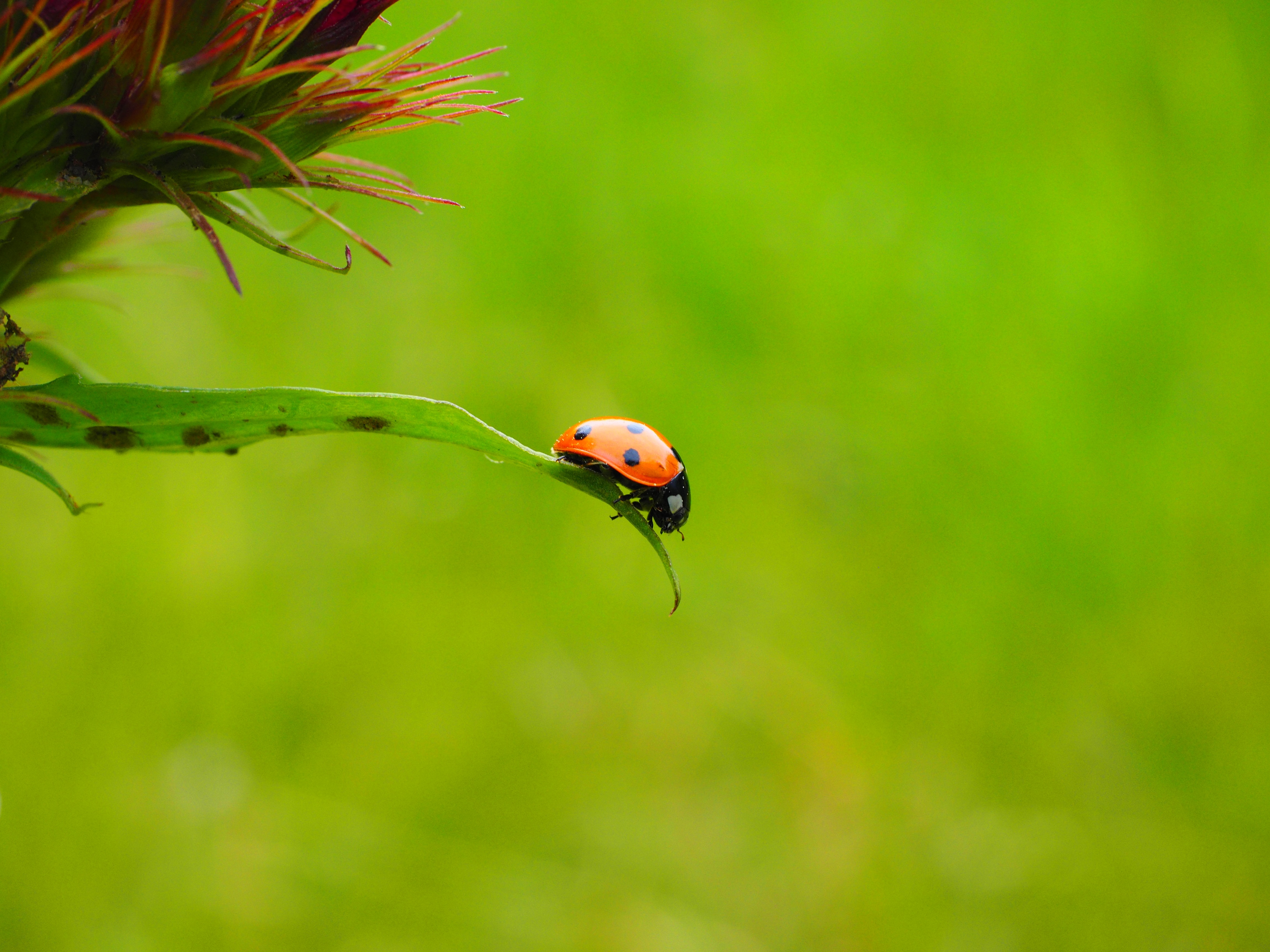 一只瓢虫从草叶上飞下来。