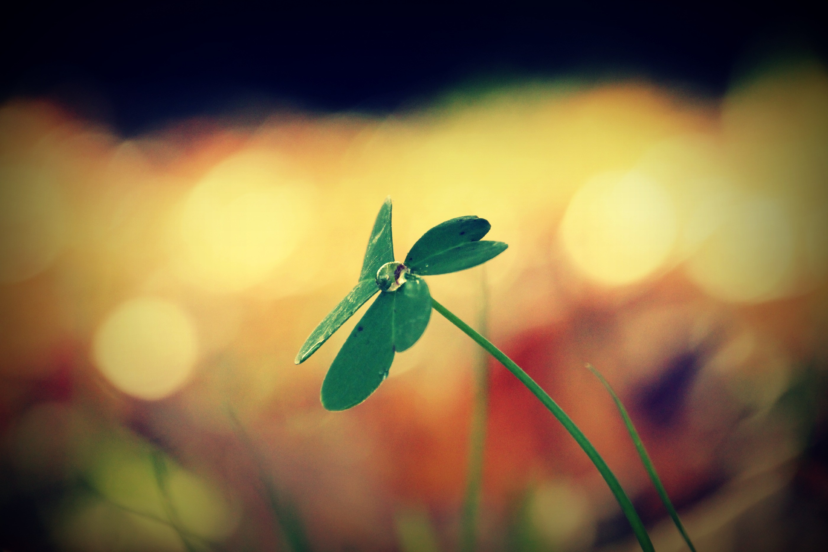 Free photo A drop of water drips from a flower