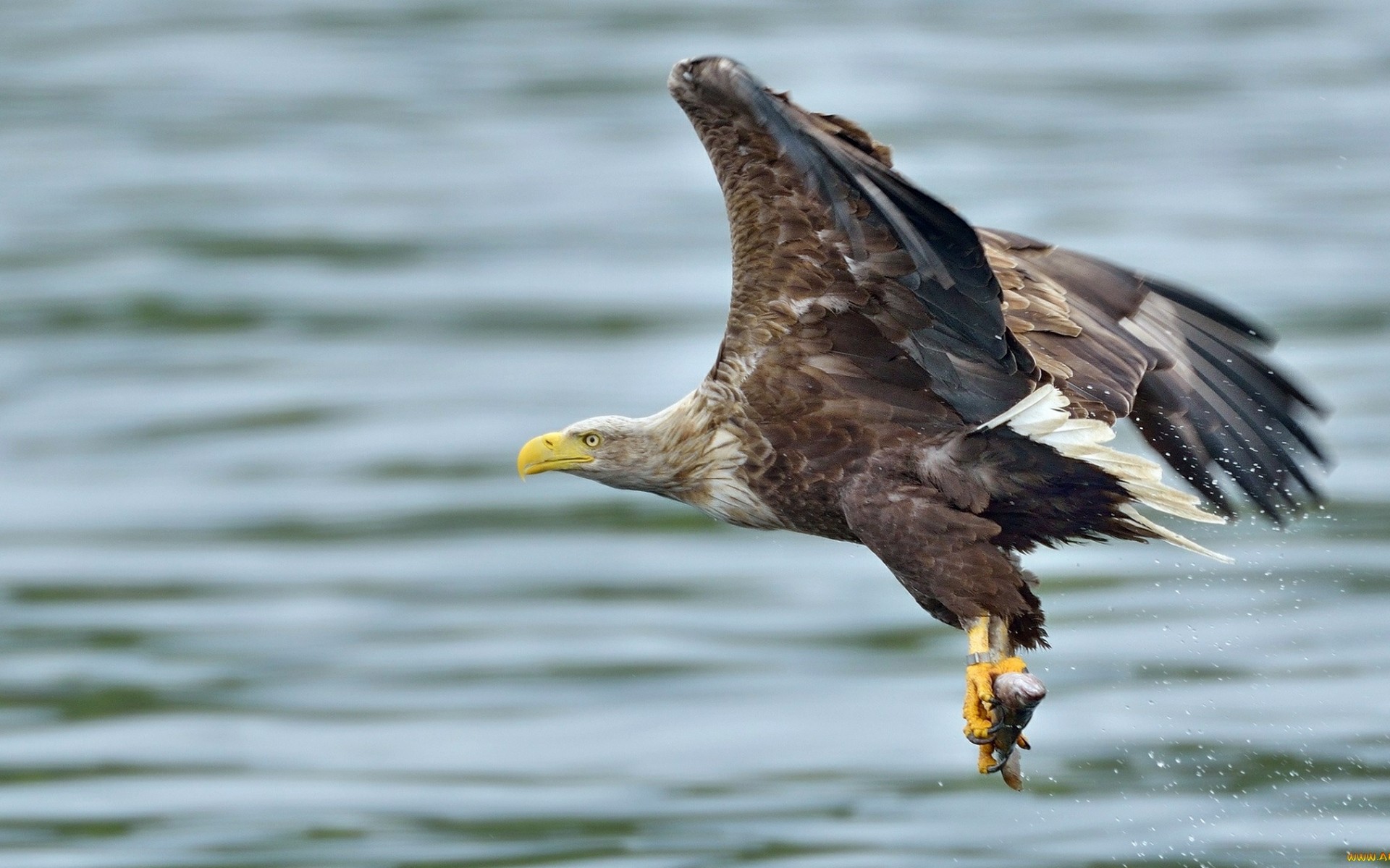 Free photo The moment of hunting