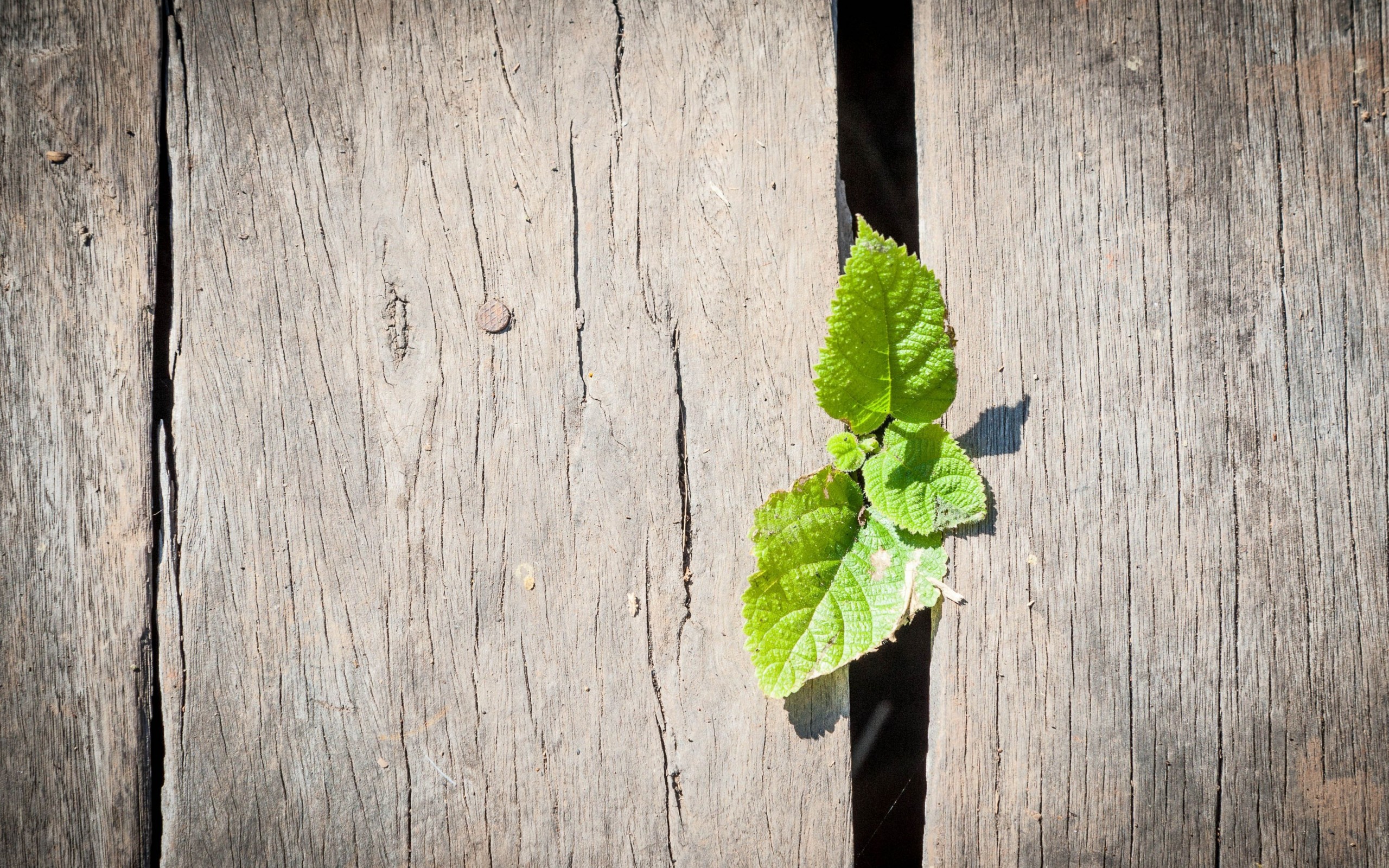 Wallpapers boards leaves grow on the desktop