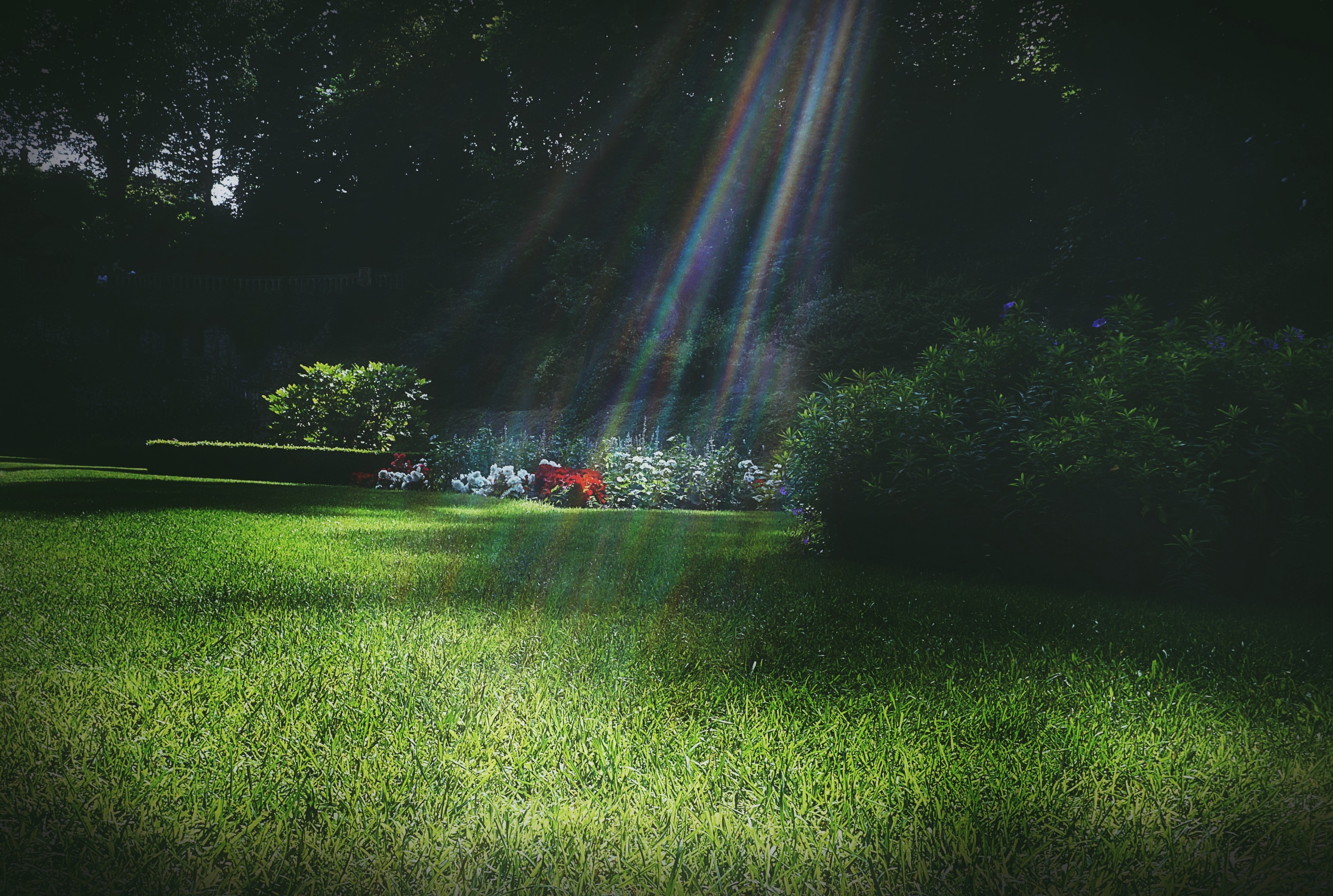 Wallpapers garden sun light grass on the desktop