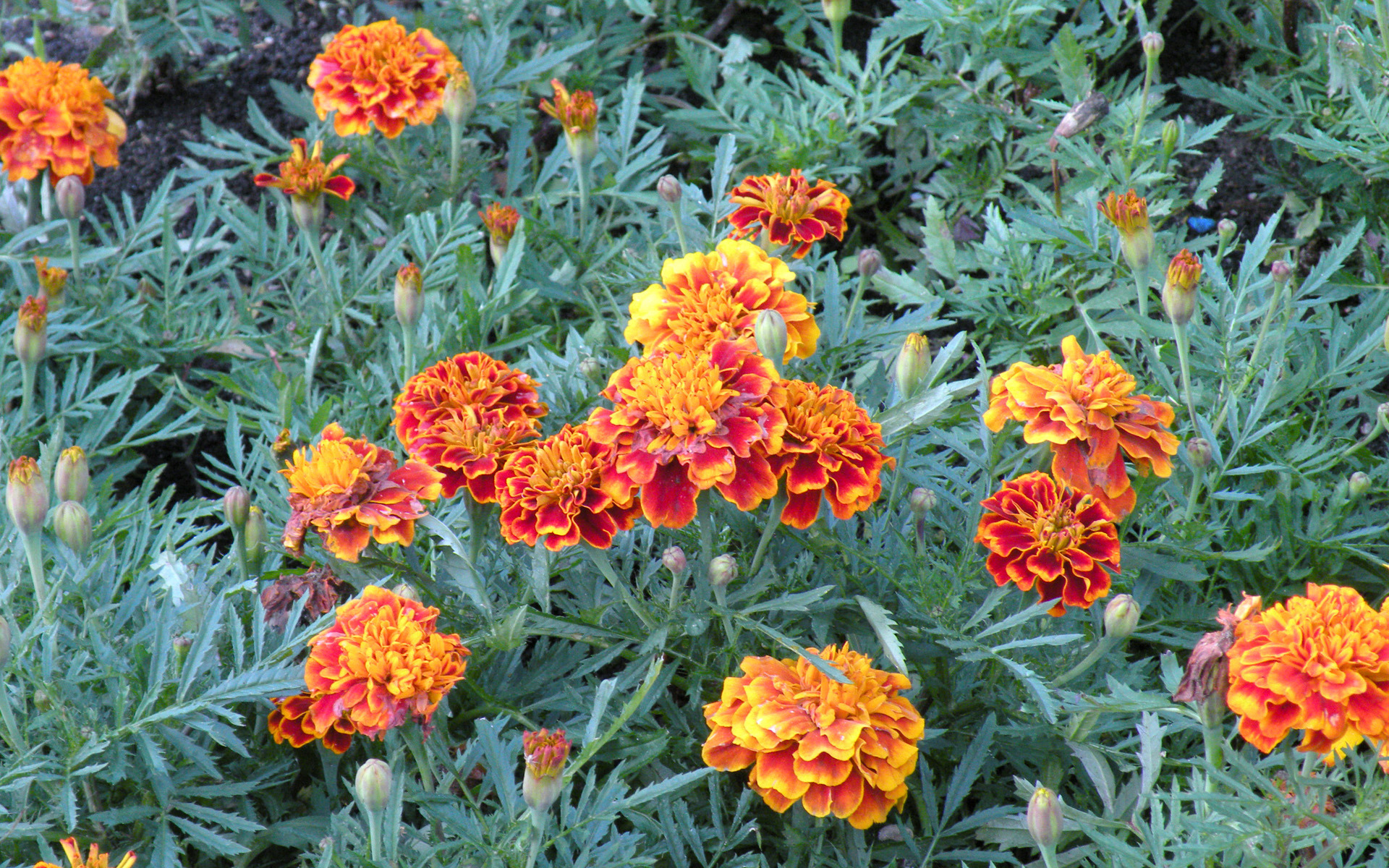 Wallpapers flowerbeds marigolds petals on the desktop