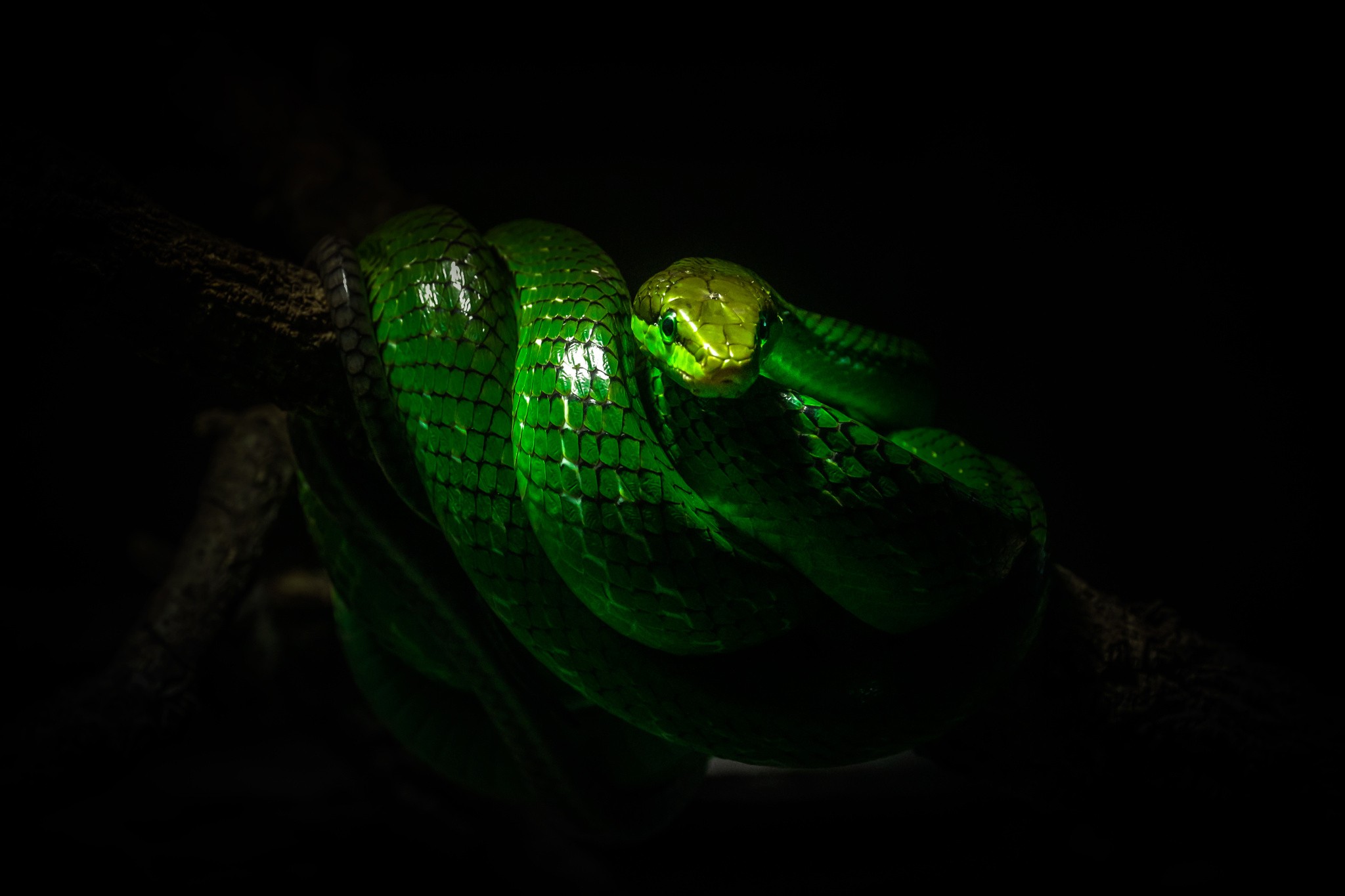 Free photo A green snake in the dark