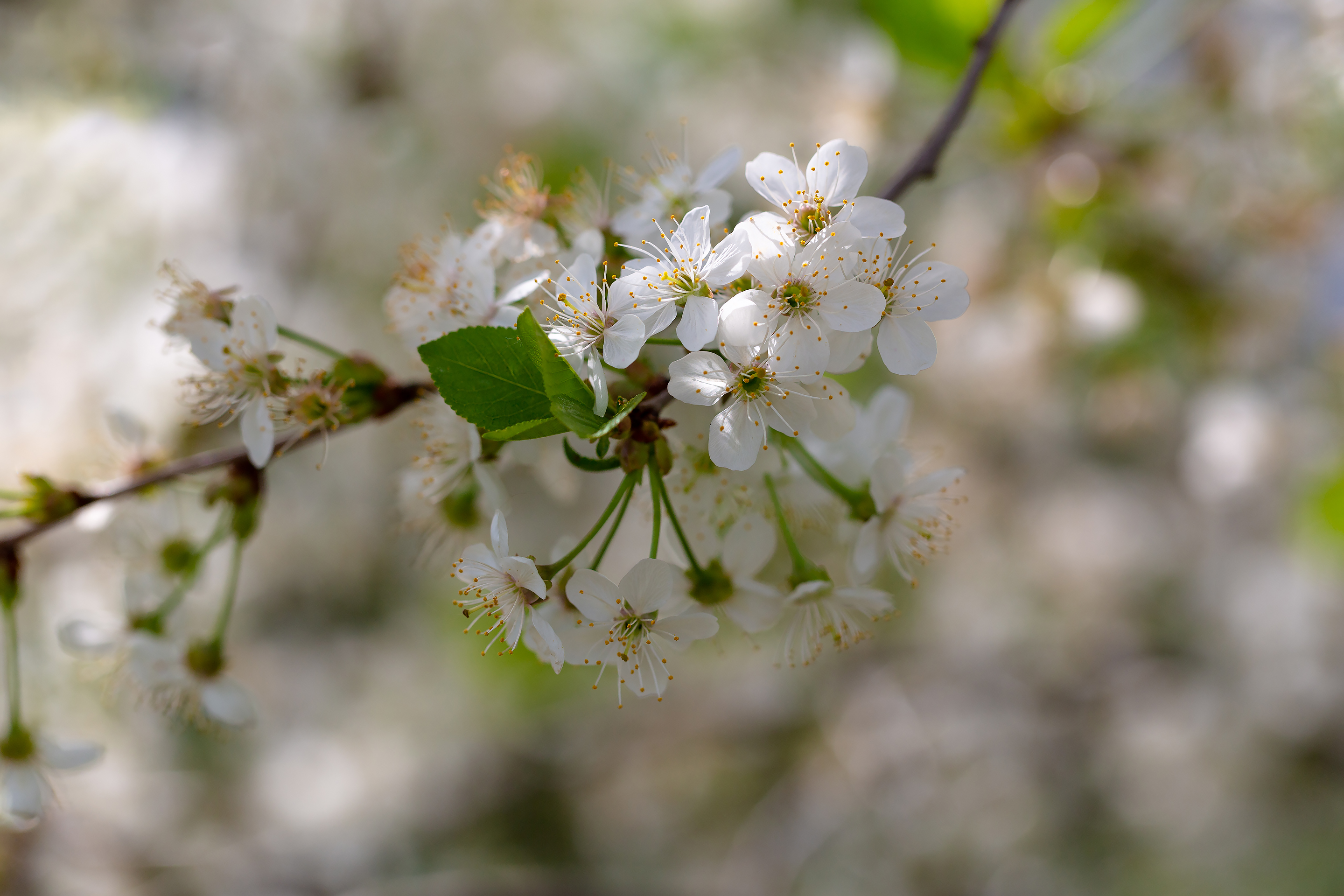 Бесплатное фото Ветка цветущей вишни в мае