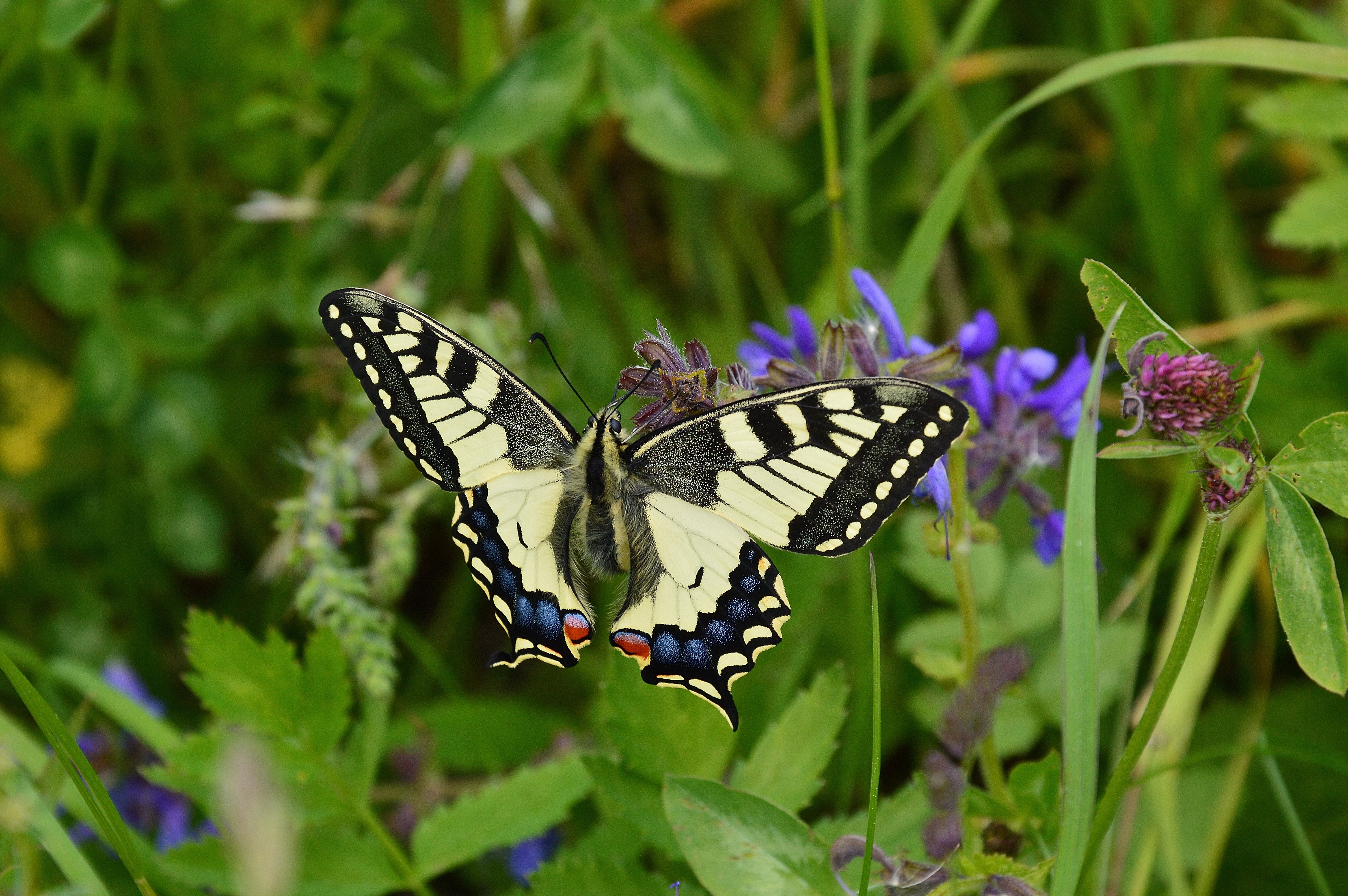 夏天，一只蝴蝶坐在绿草地上。