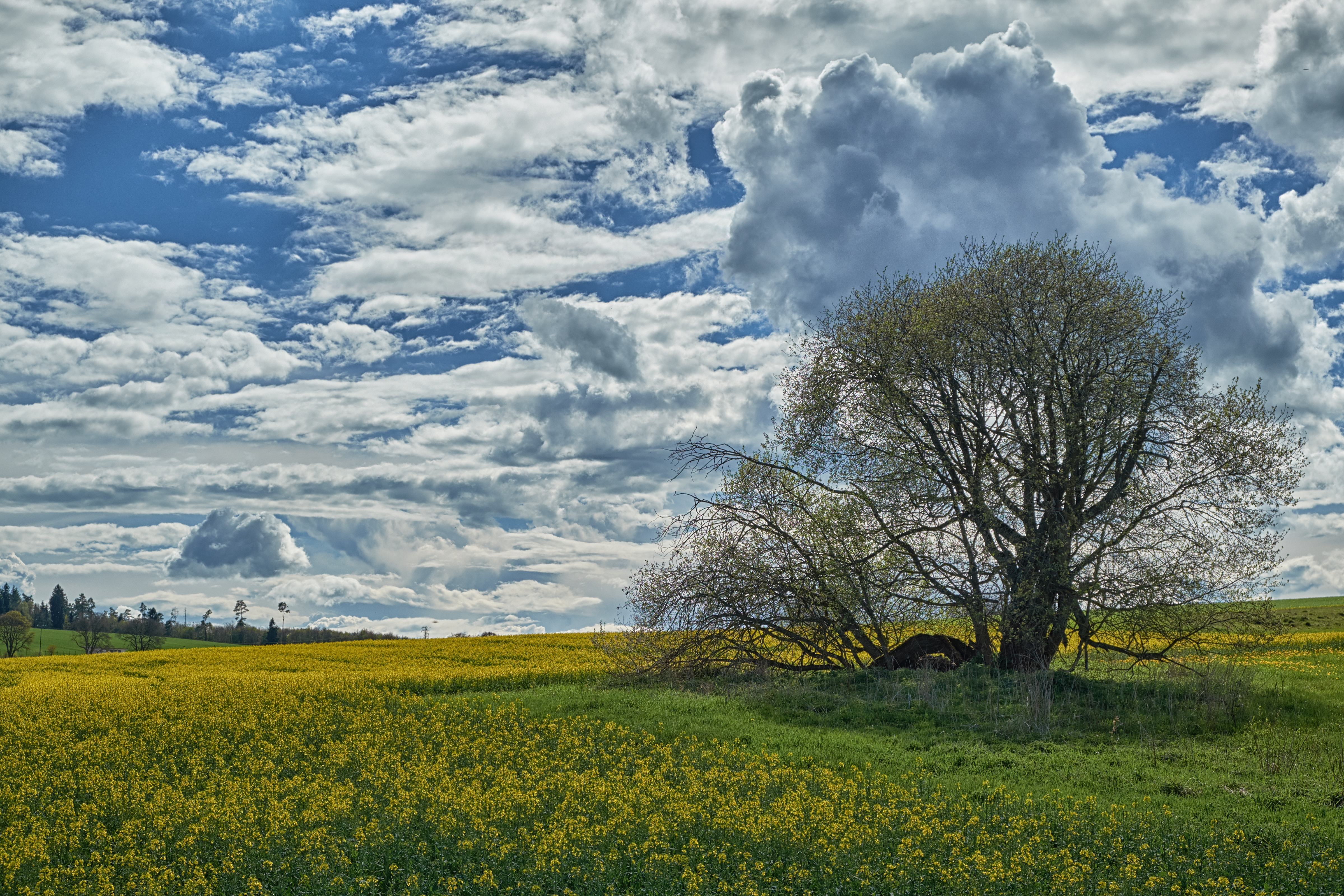 Wallpapers tree flowers sky on the desktop