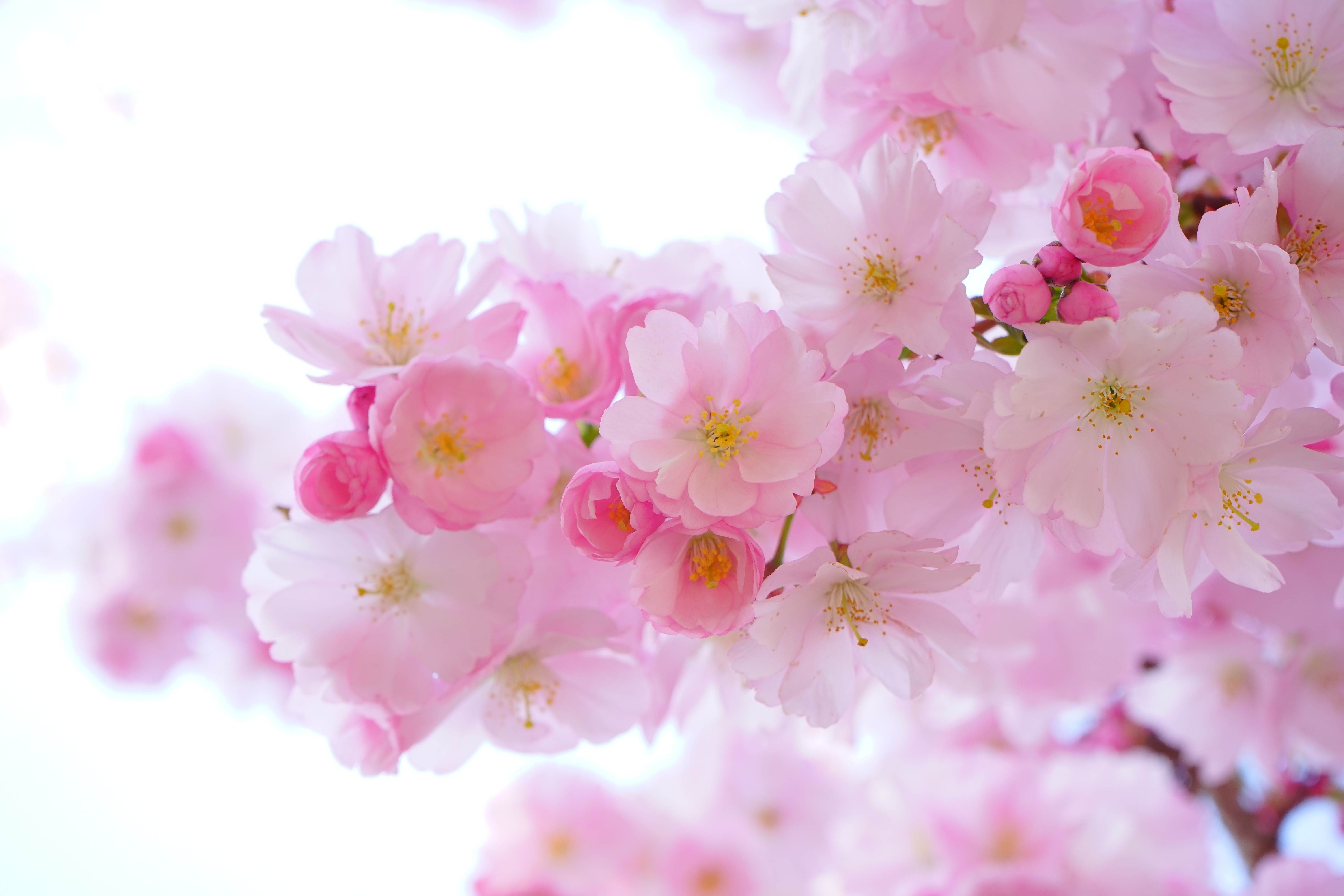 Wallpapers tree branch flower on the desktop