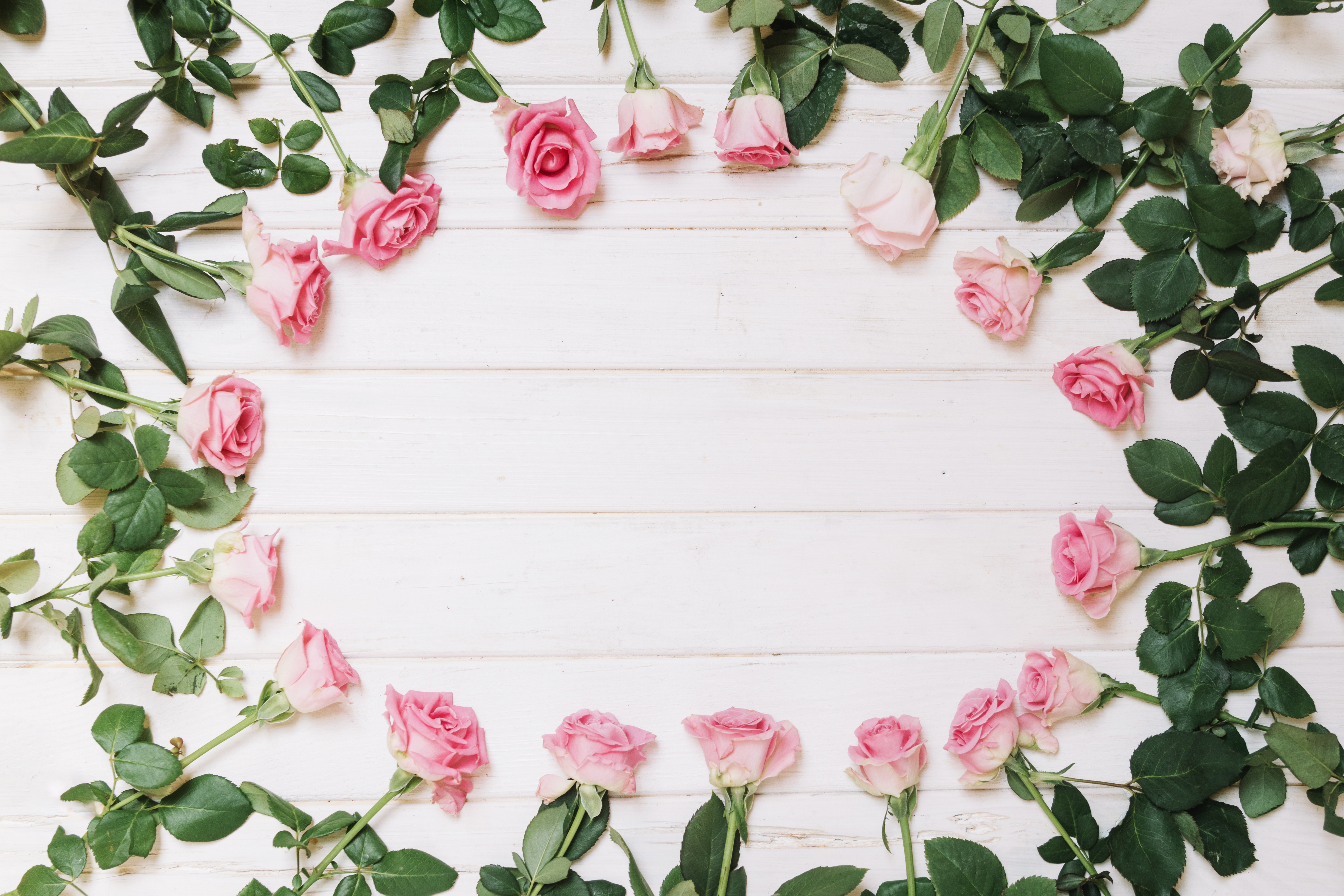 桌面上的壁纸装饰 玫瑰 花蕾