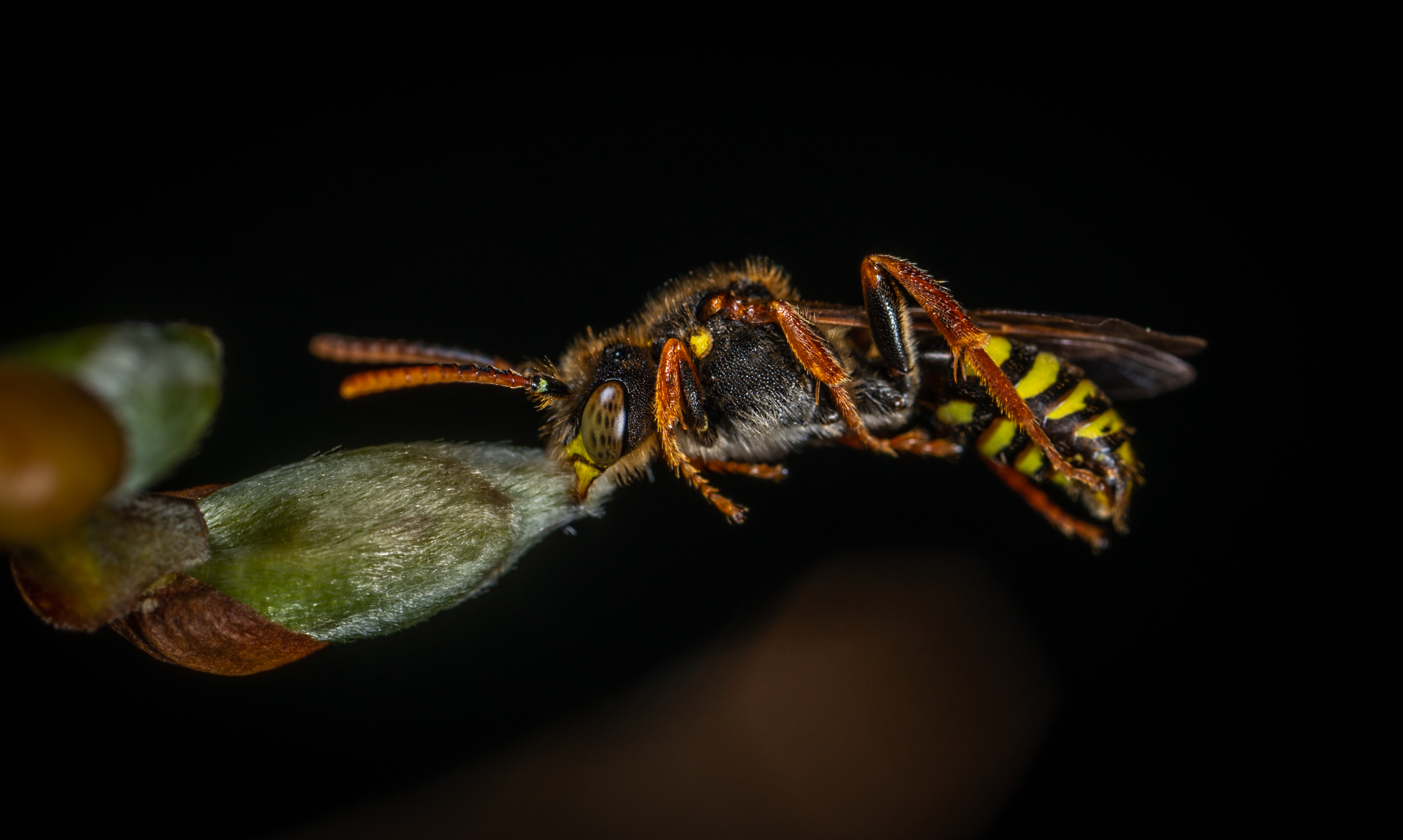 Wallpapers macro insect wasp on the desktop