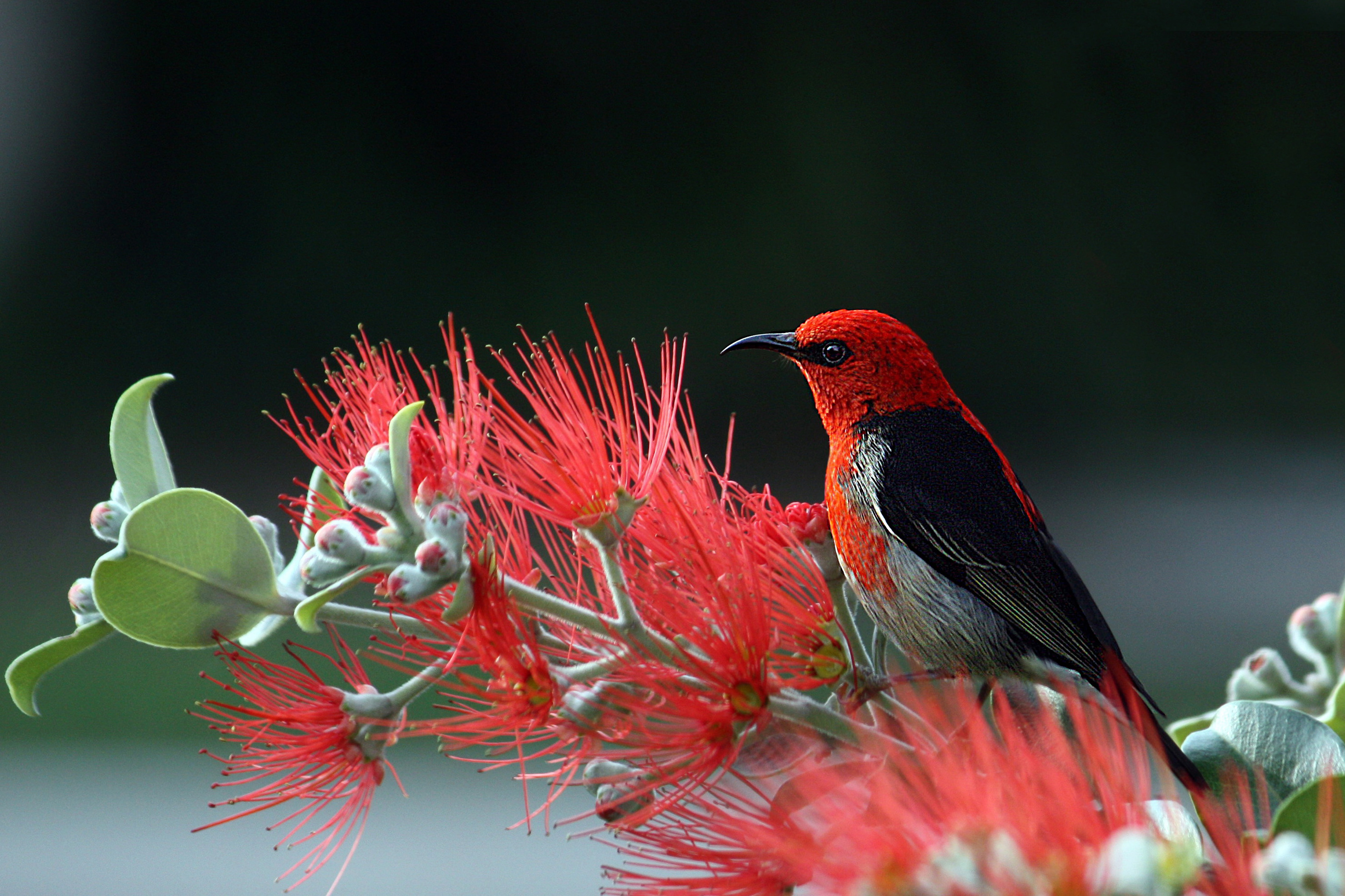 Wallpapers close-up birds fauna on the desktop