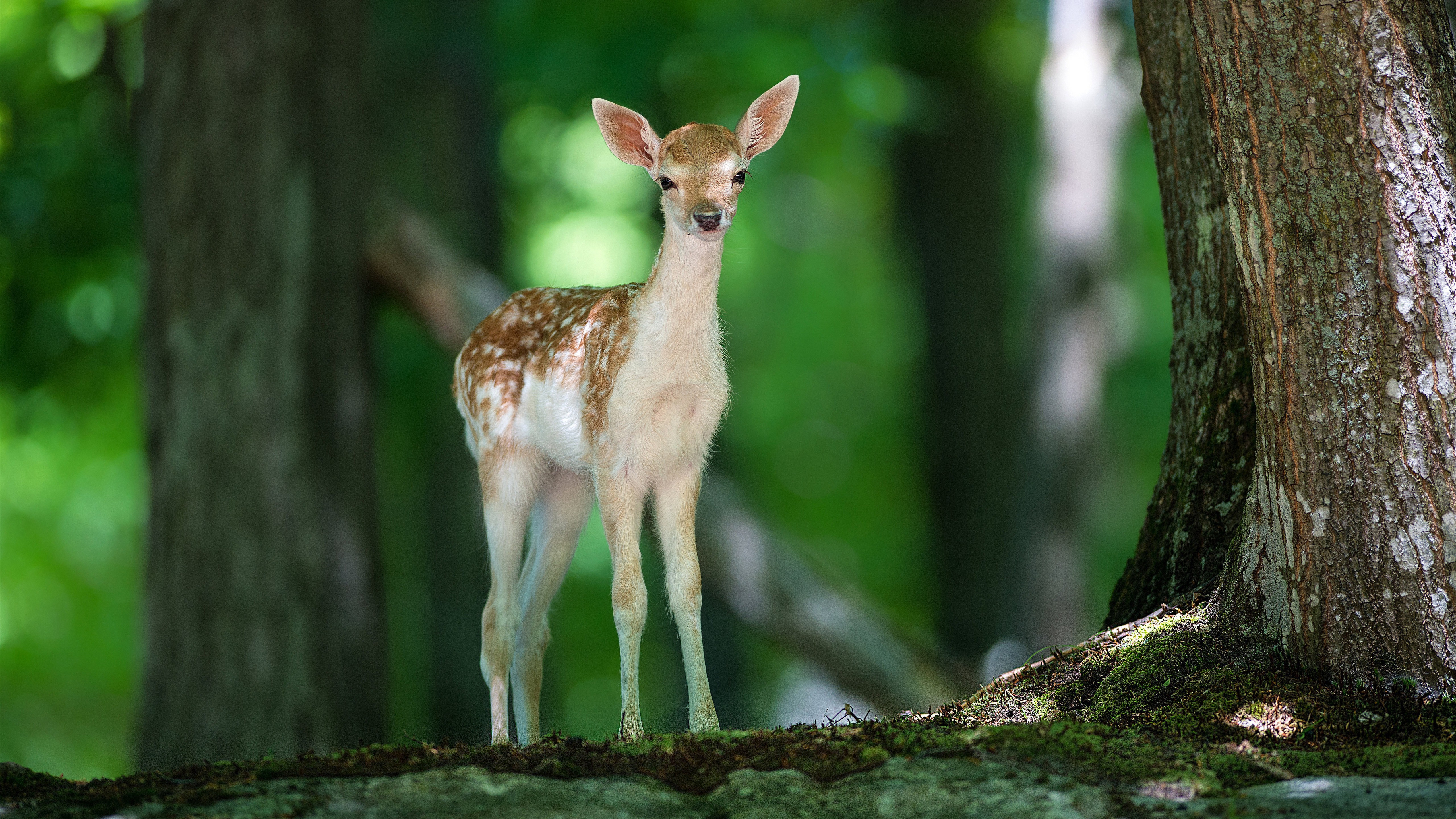 Free photo A little deer in the woods