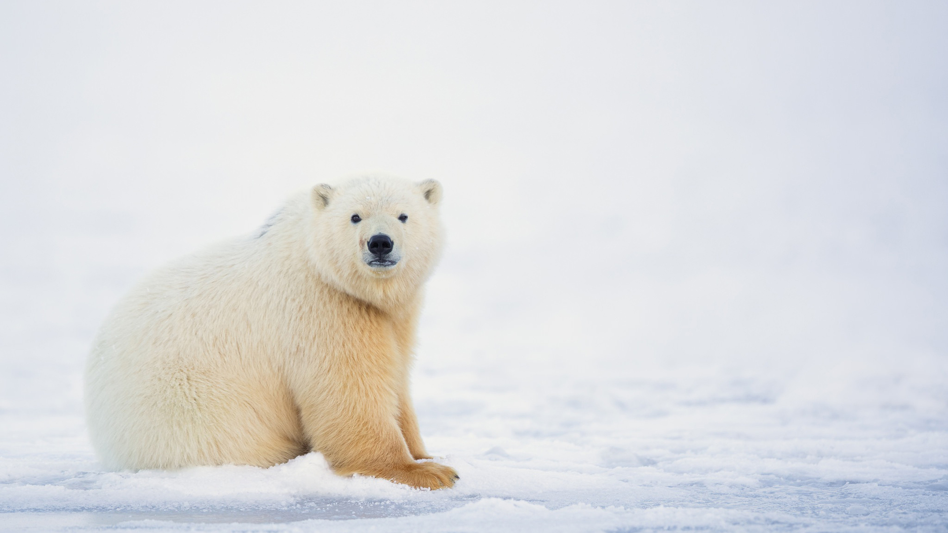 Wallpapers wallpaper polar bear cute Arctic on the desktop