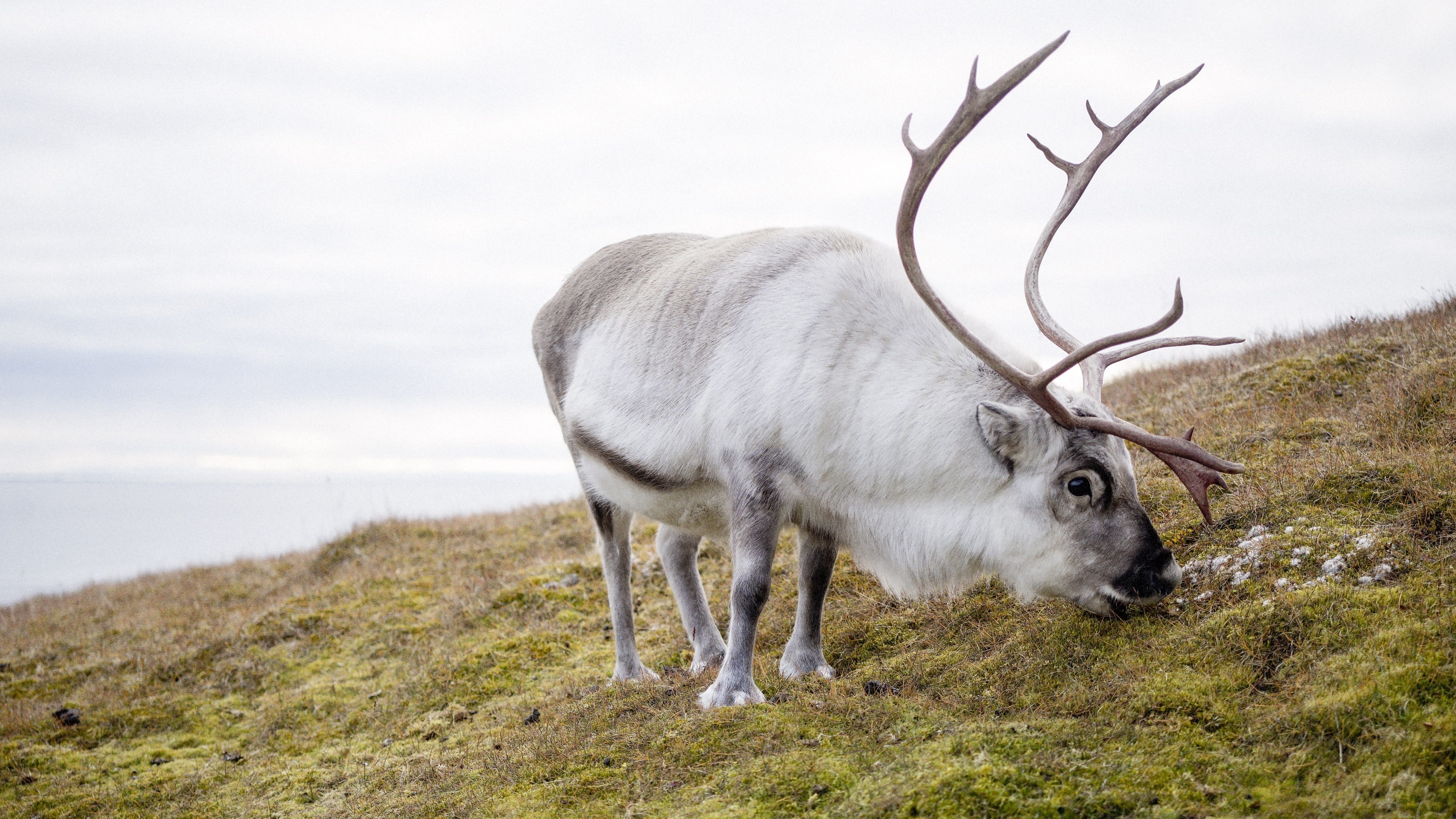 A reindeer walks along the hillside