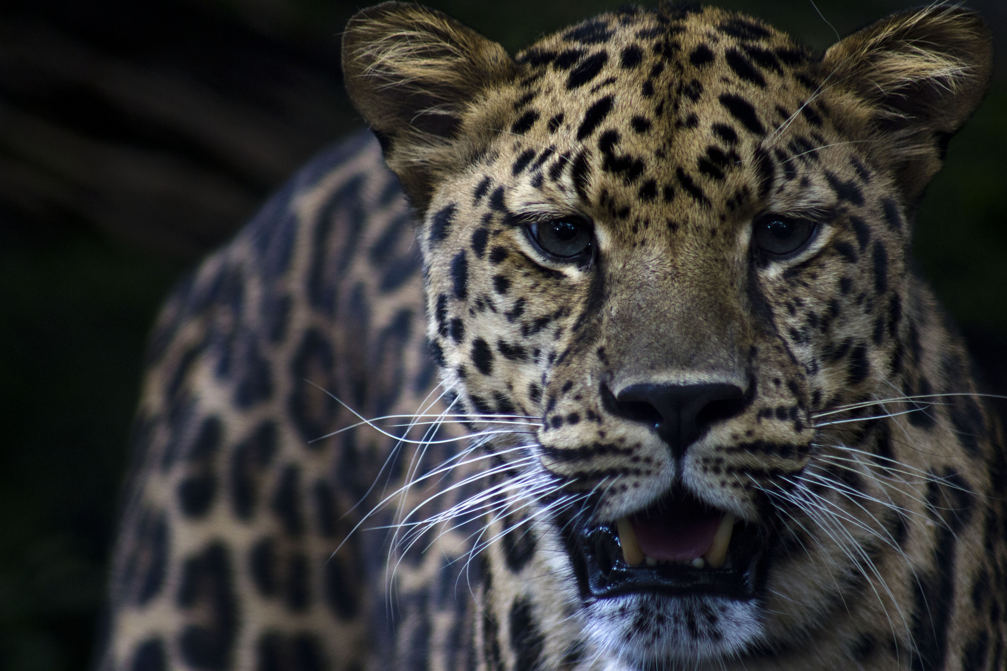 Free photo Far Eastern Amur leopard