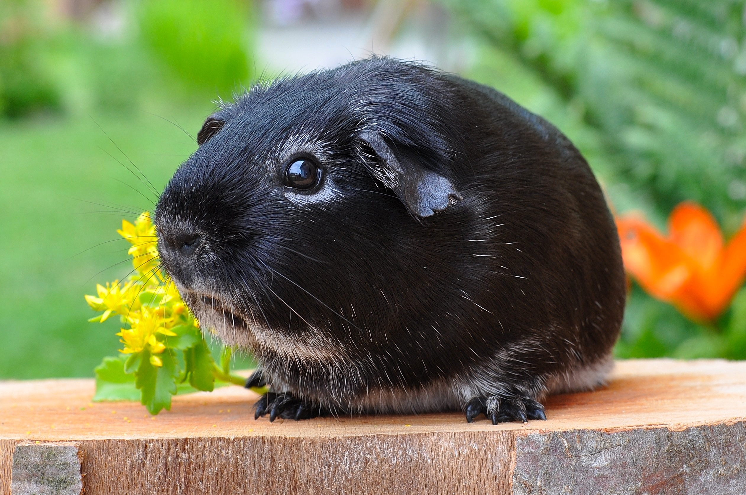 Wallpapers fauna guinea pig mammal on the desktop