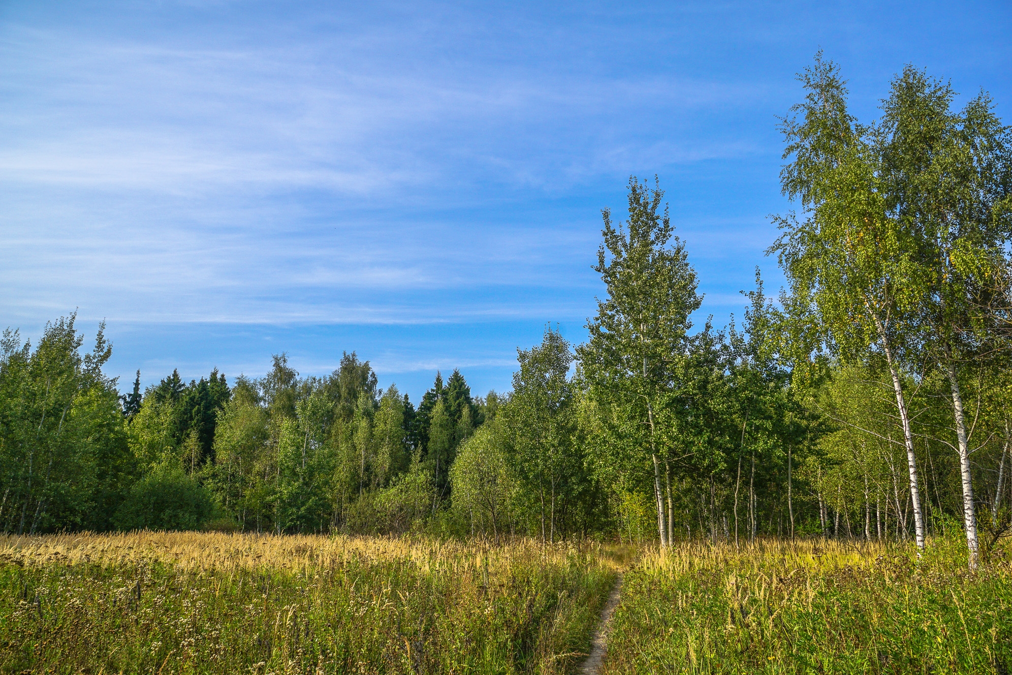 Free photo See pictures on moscow, biruliovsky forest park