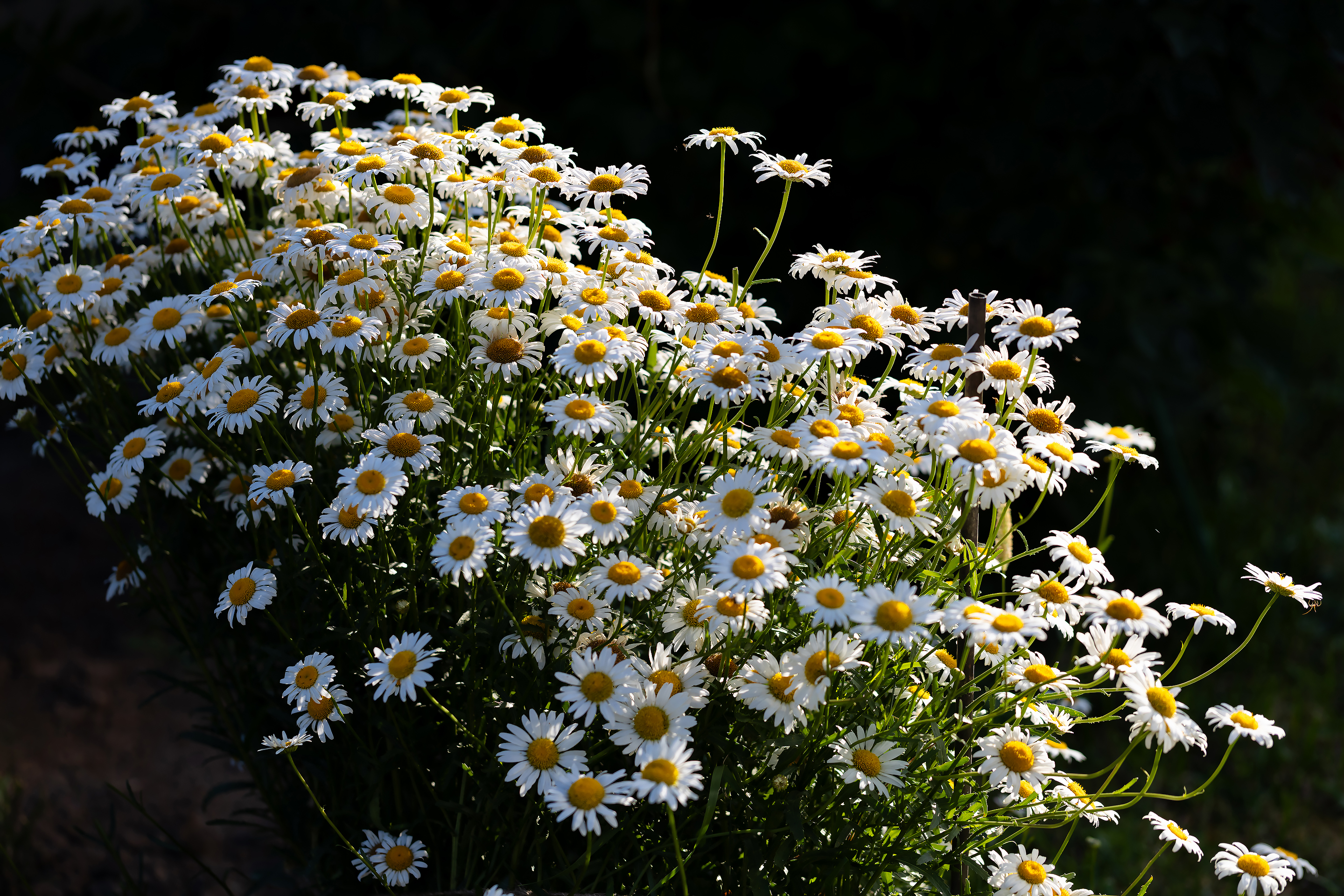 Бесплатное фото Букет луговых ромашек