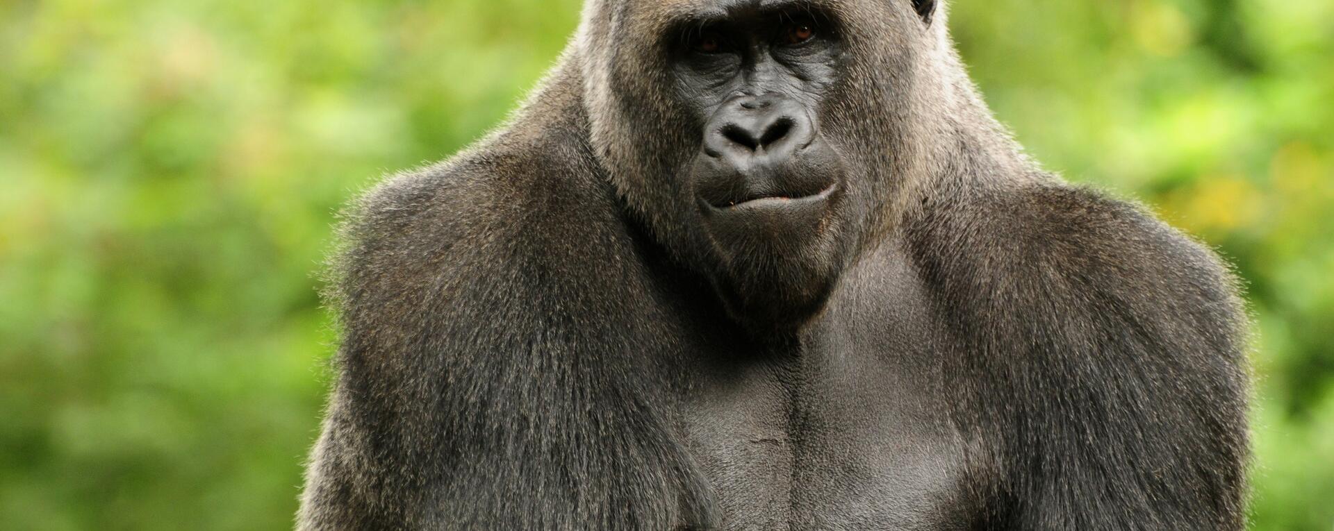 Характеристики Картина Linxone "Обезьяна, морда, шерсть", 110 см х 60 см, подроб