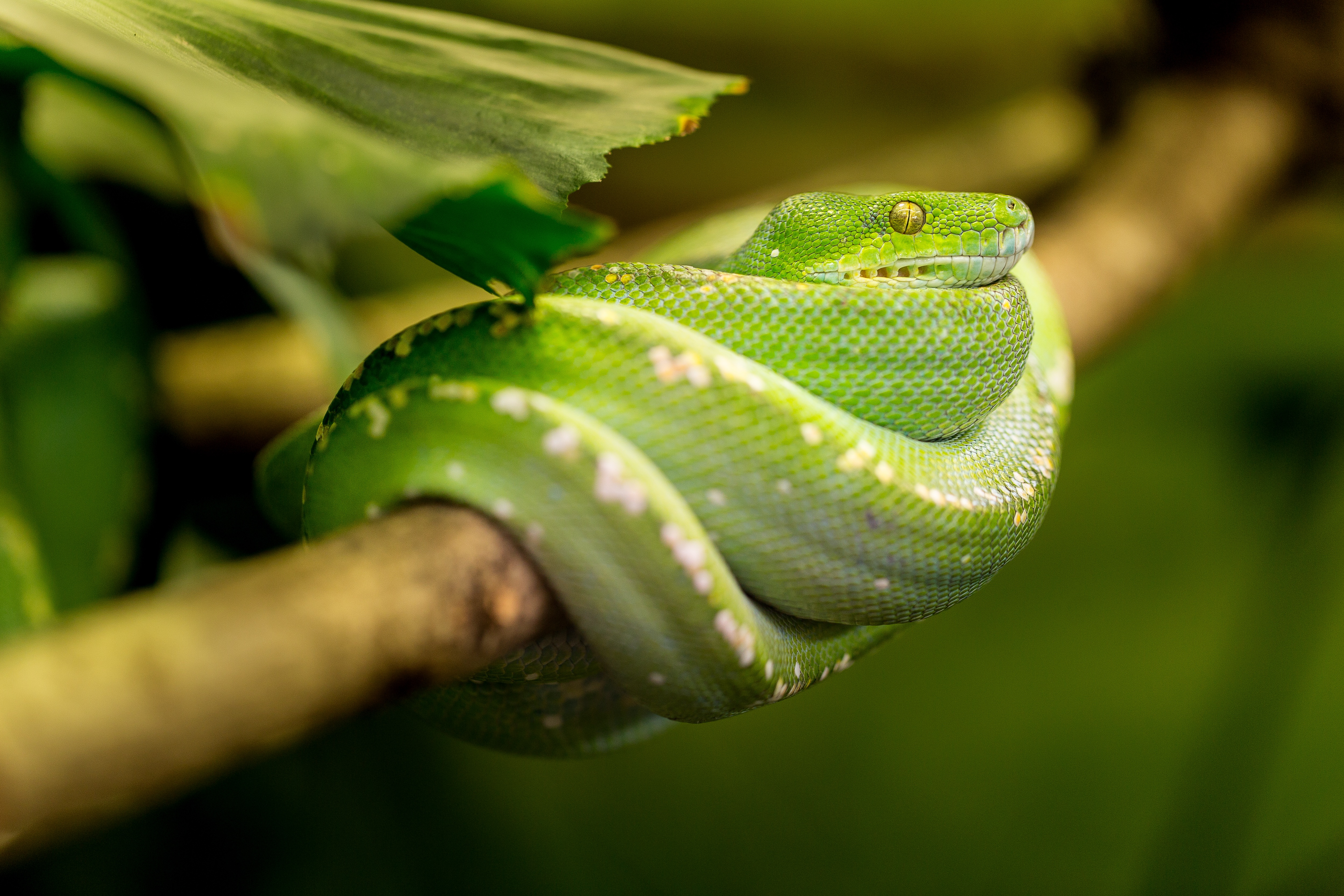 Wallpapers nature leaf animal on the desktop