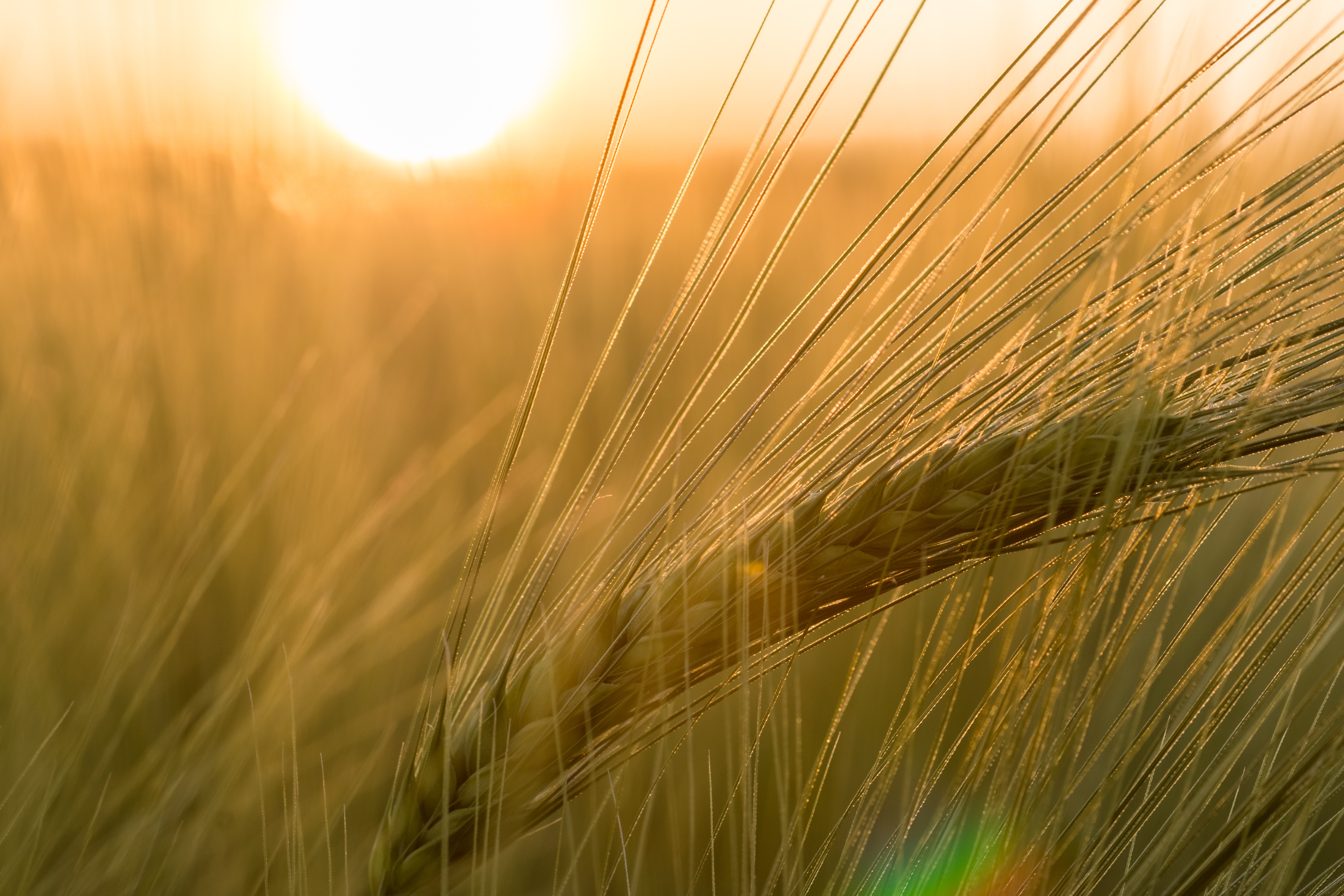 Wallpapers grass horizon plant on the desktop