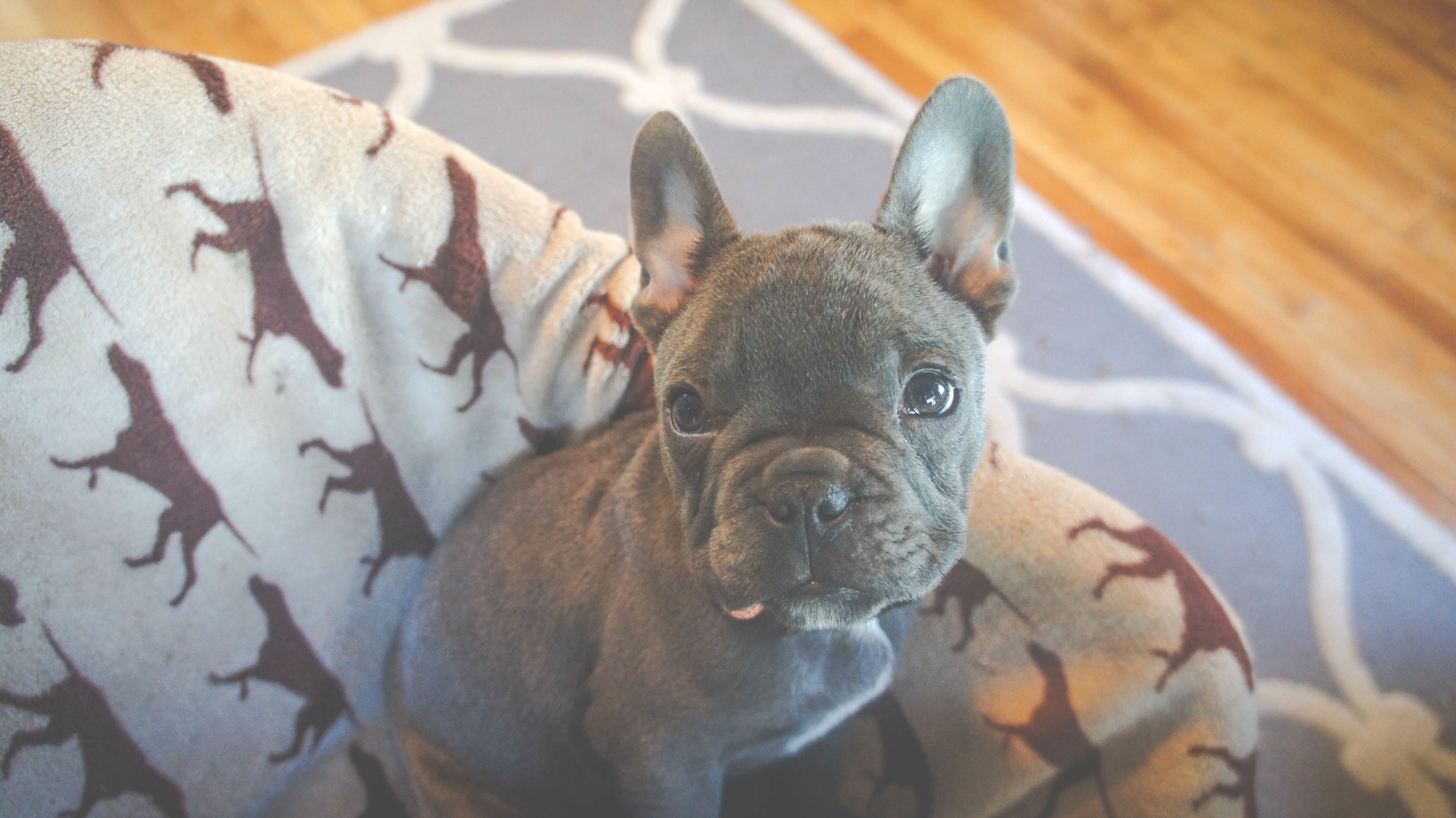 Free photo A little French bulldog puppy