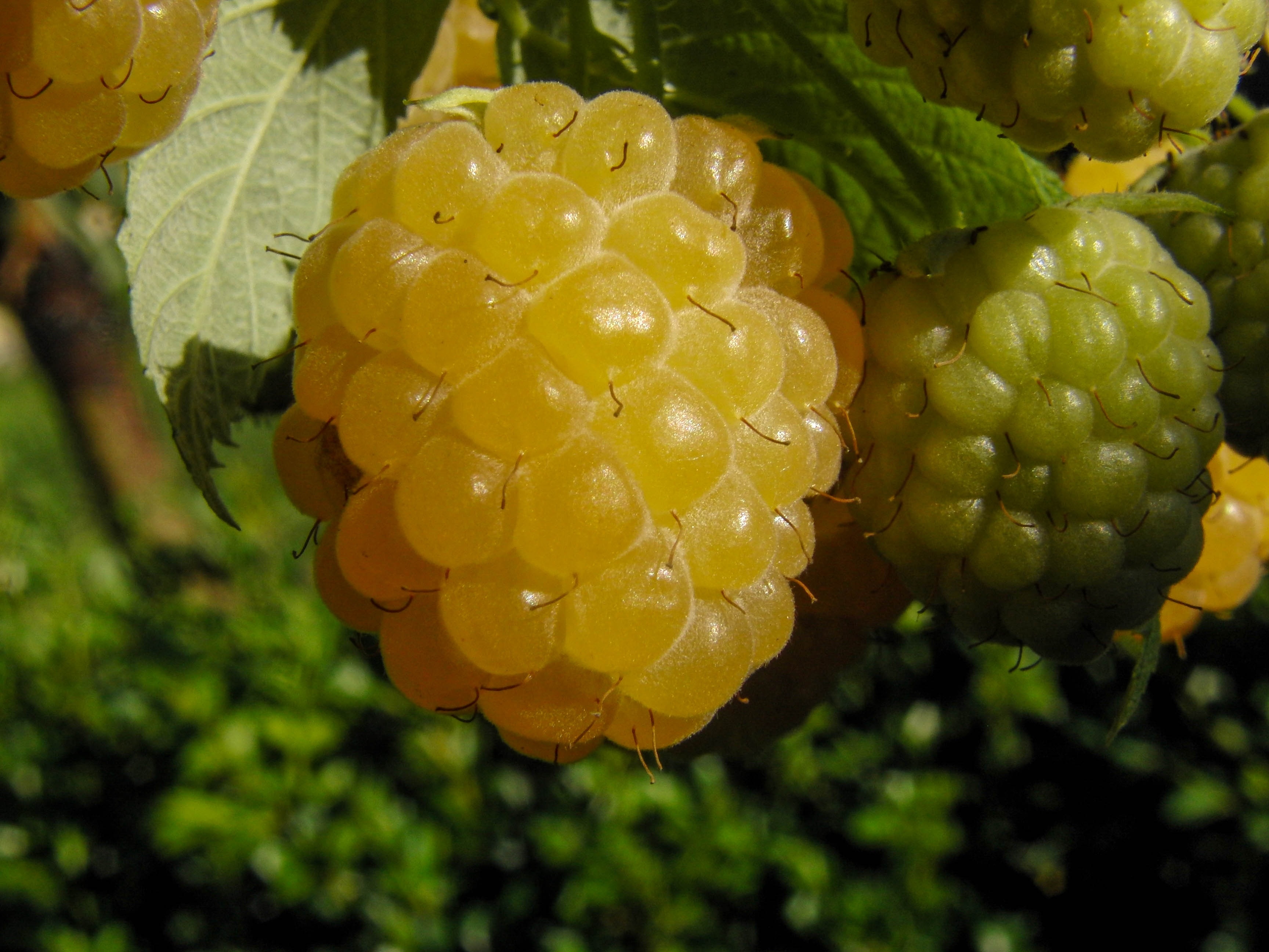 Wallpapers raspberries leaves fruits on the desktop