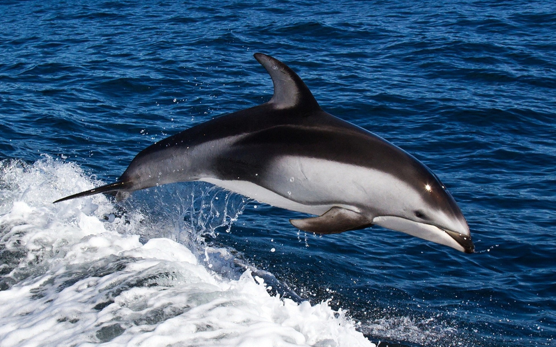 Wallpapers sea water dolphin on the desktop