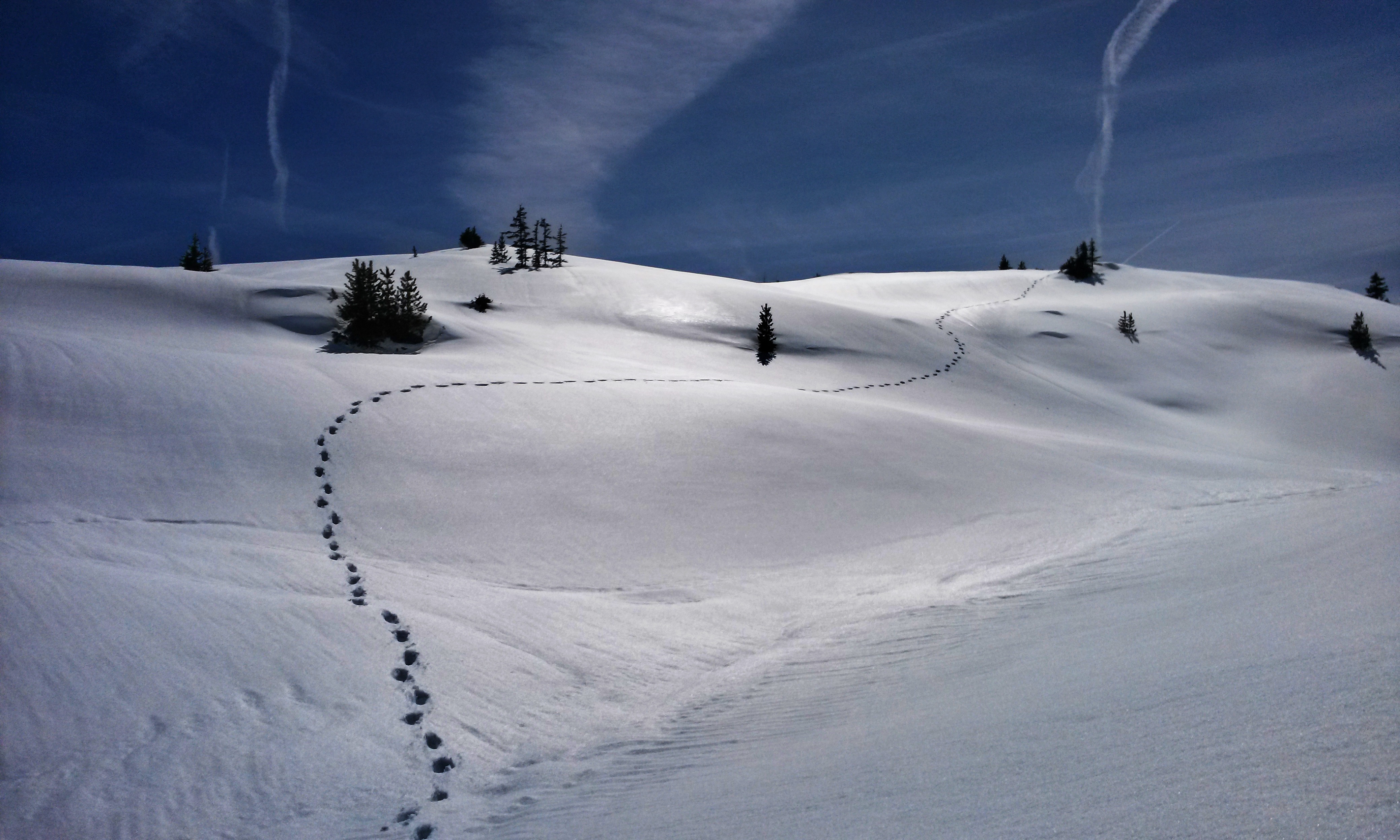 Wallpapers tree mountains snow on the desktop