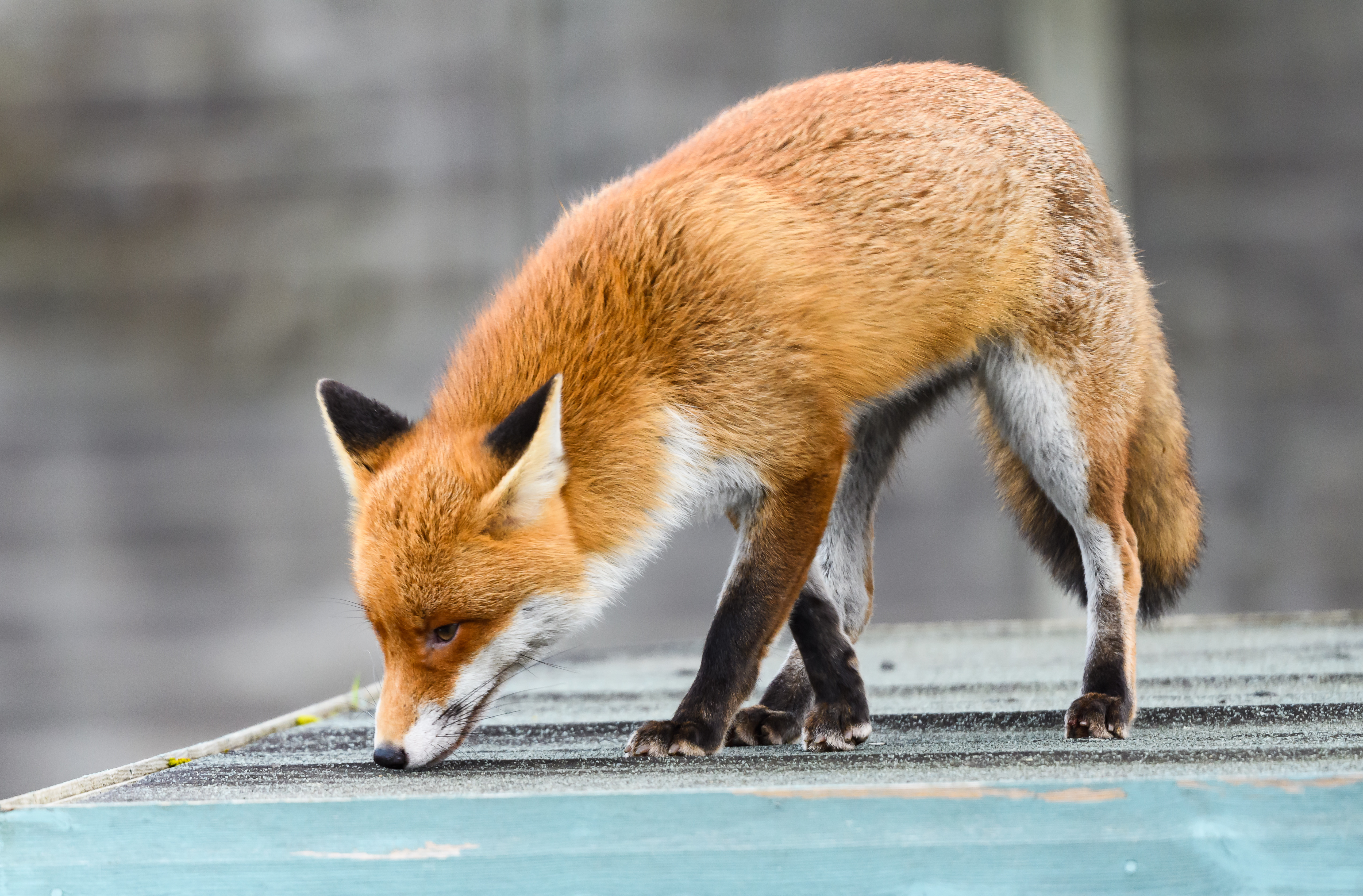 Wallpapers wallpaper fox cute fluffy on the desktop