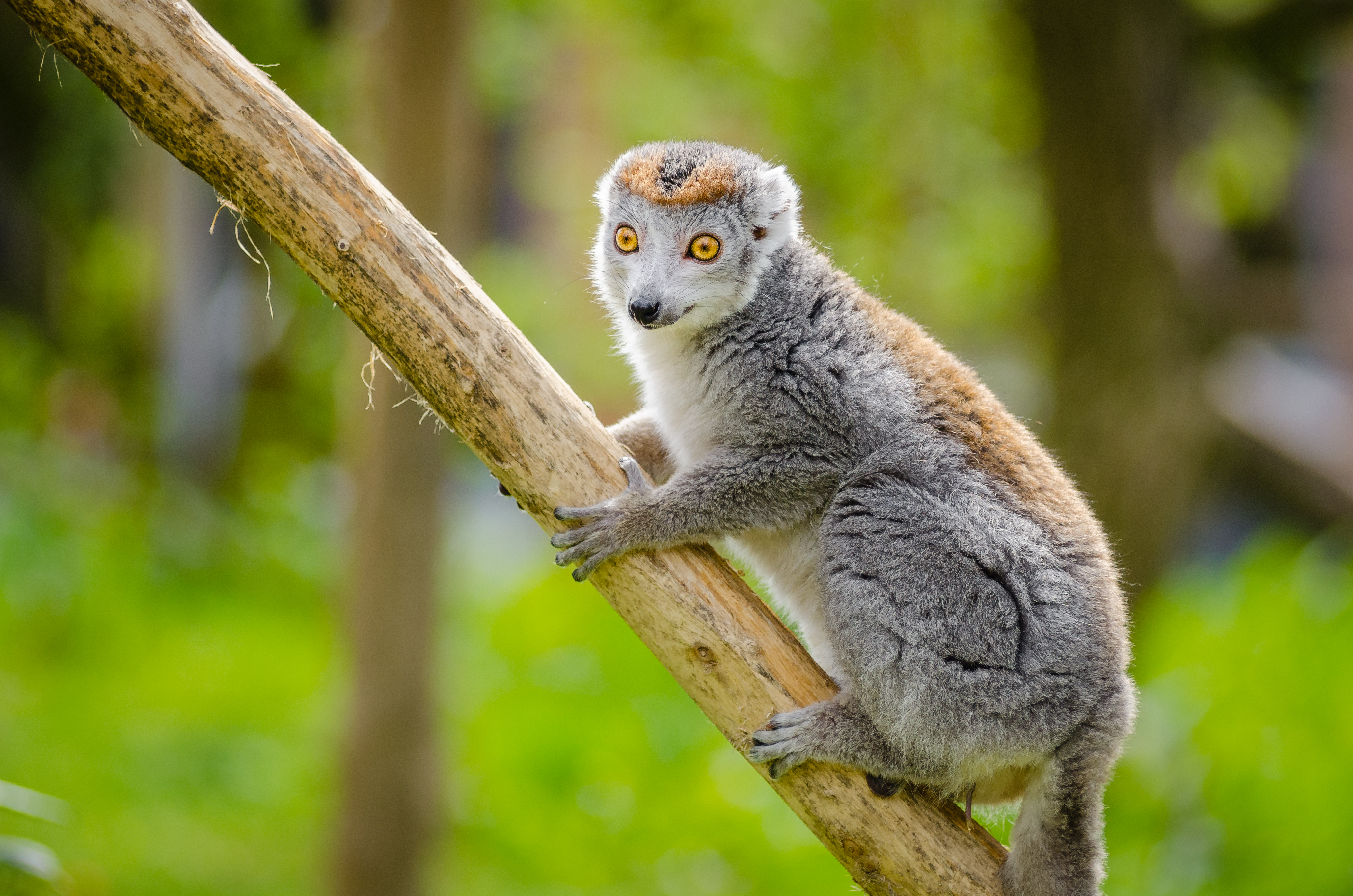 Free photo A squirrel monkey crawls up a branch.