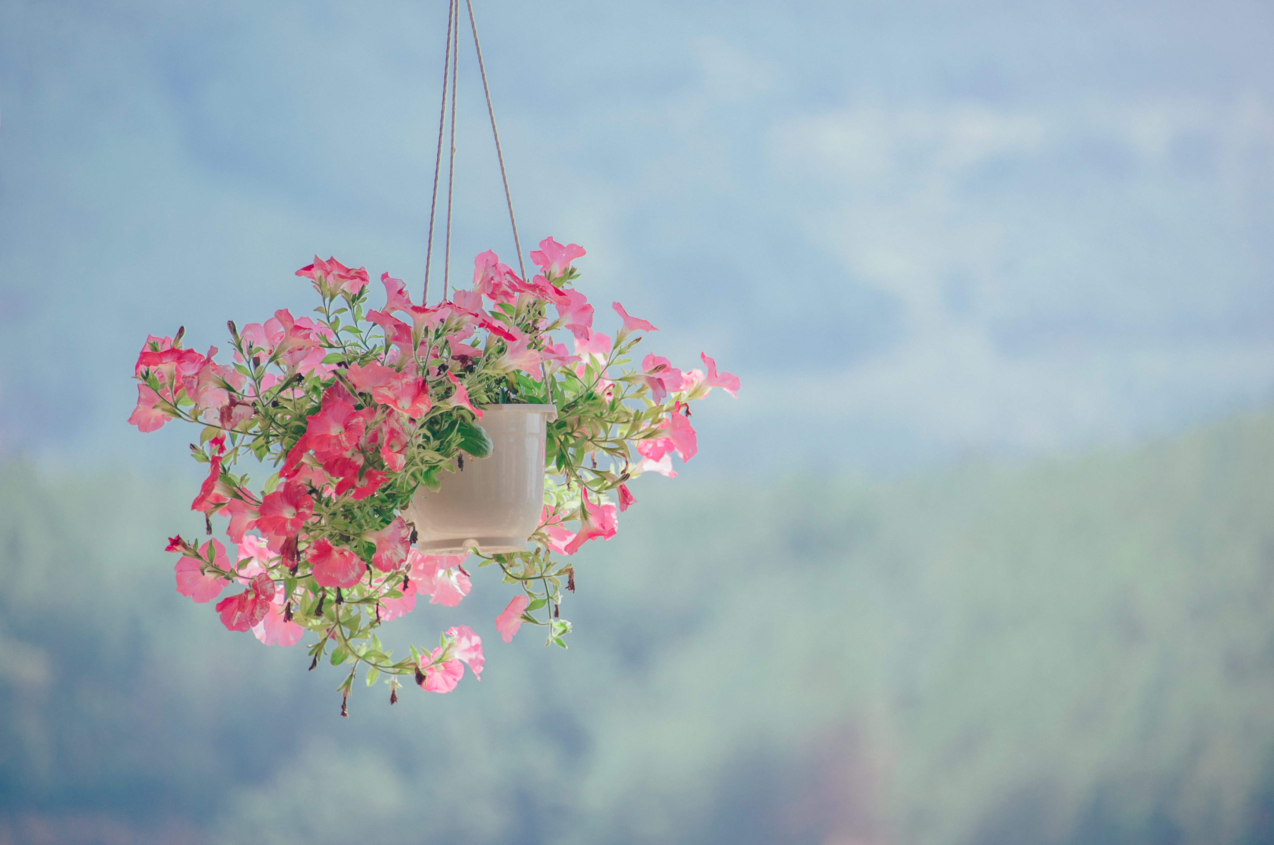 免费照片吊盆中的粉色花朵